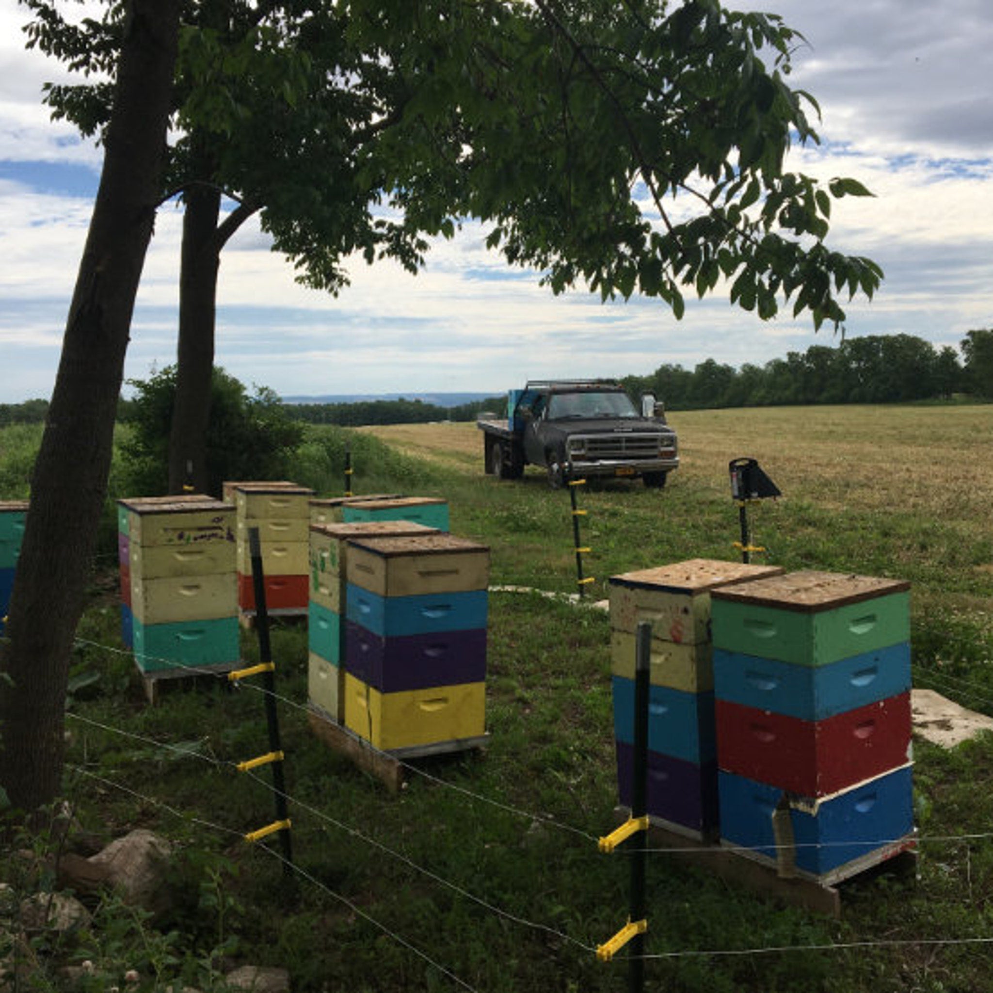 Beehives stacked wooden boxes in various colors on a grassy field with a truck in the background