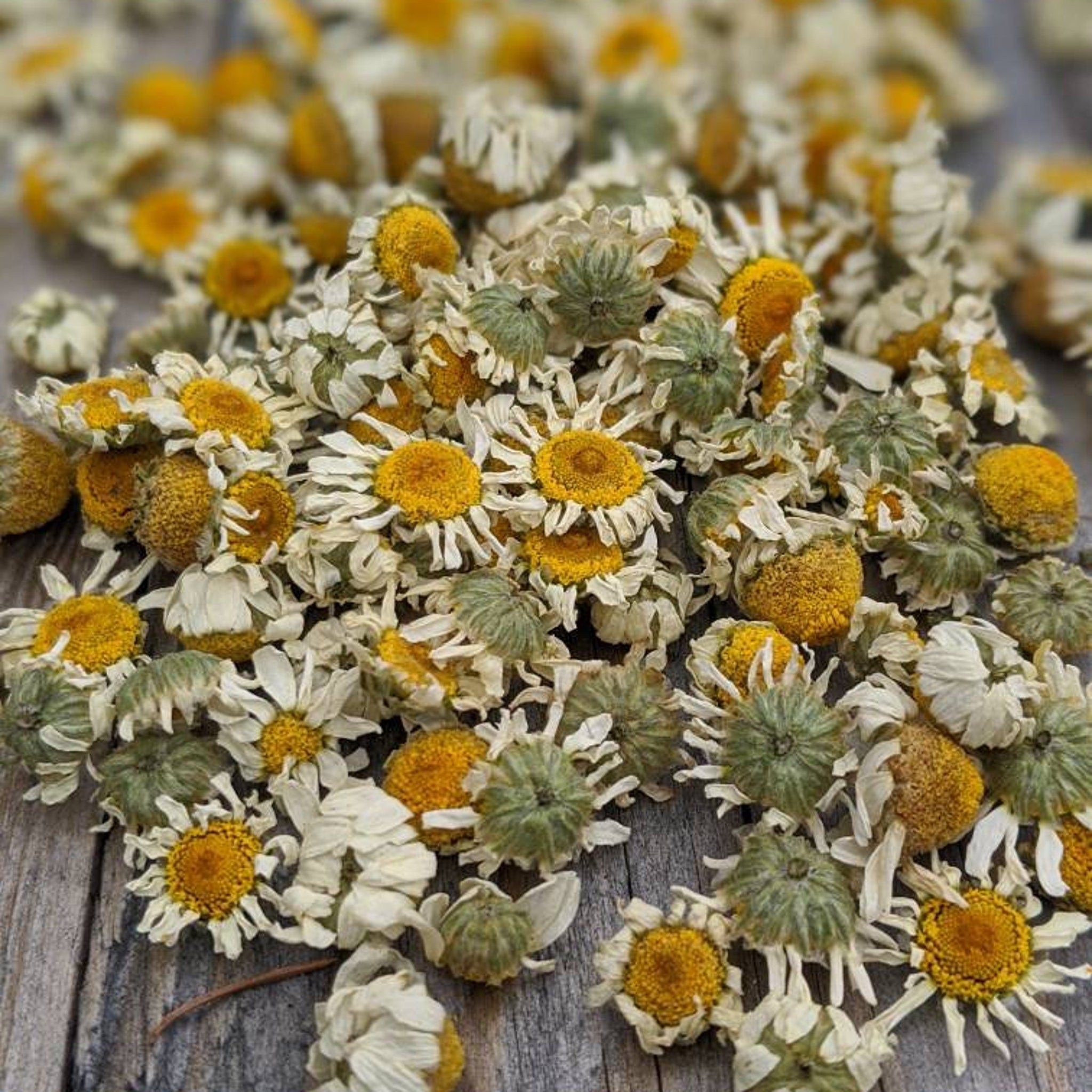 Dried chamomile flowers with yellow centers, white petals, and green buds on wood surface
