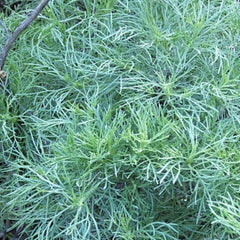 Green plant with thin, needle-like leaves and a light blue-green hue, possibly used in landscaping or gardening