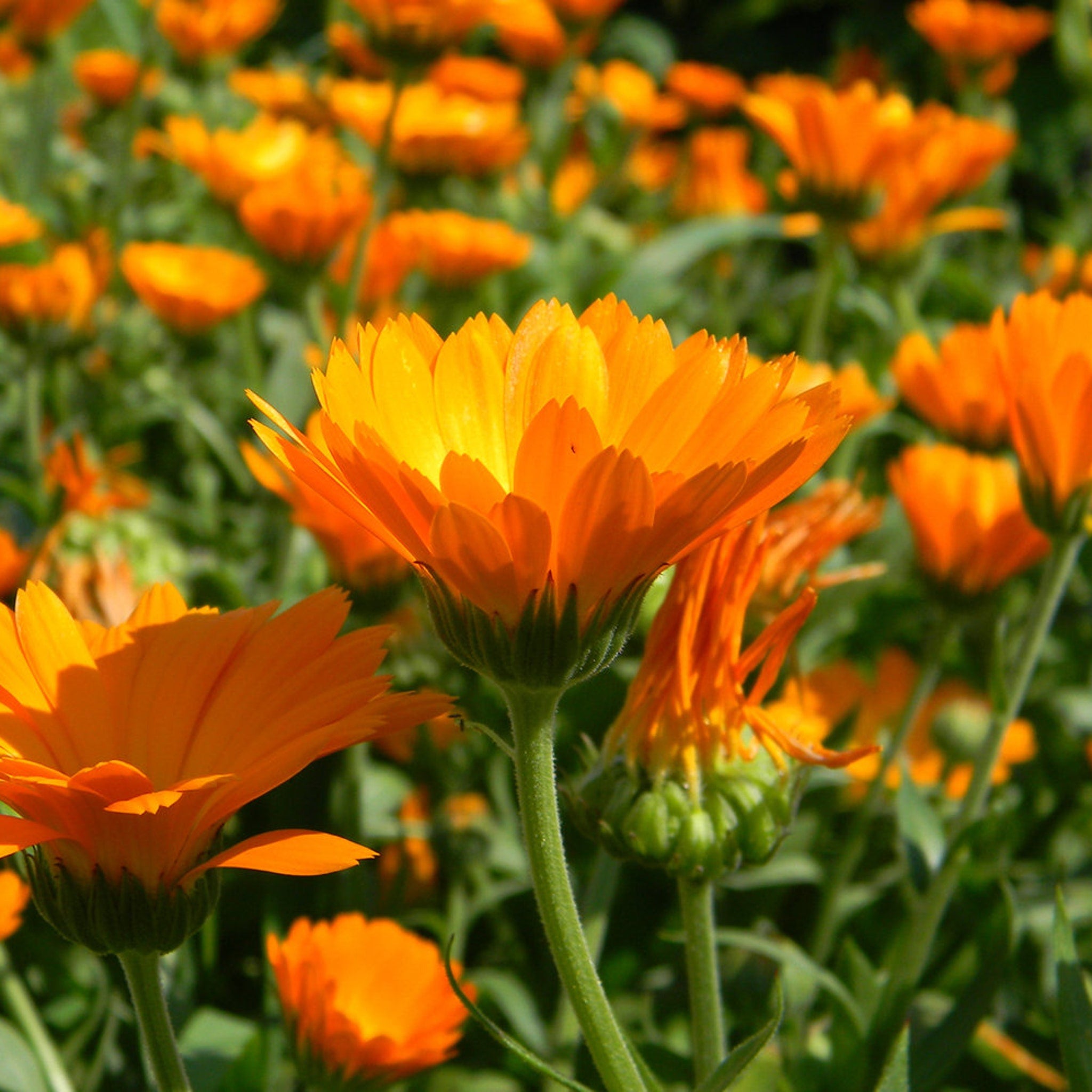 Orange flowers with green stems and leaves, close-up view in natural light