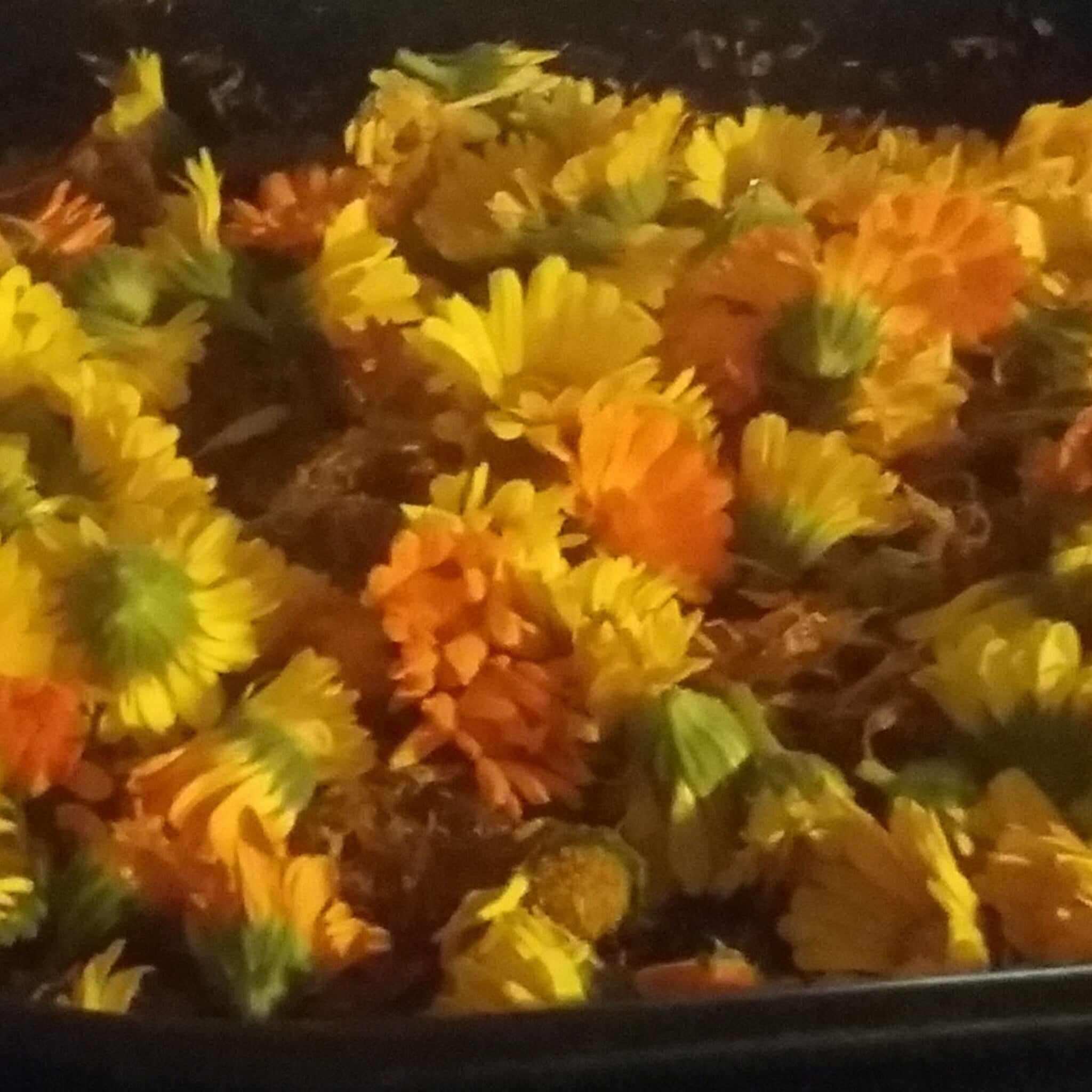 Yellow and orange flowers with green centers, close up shot of petals, dark background