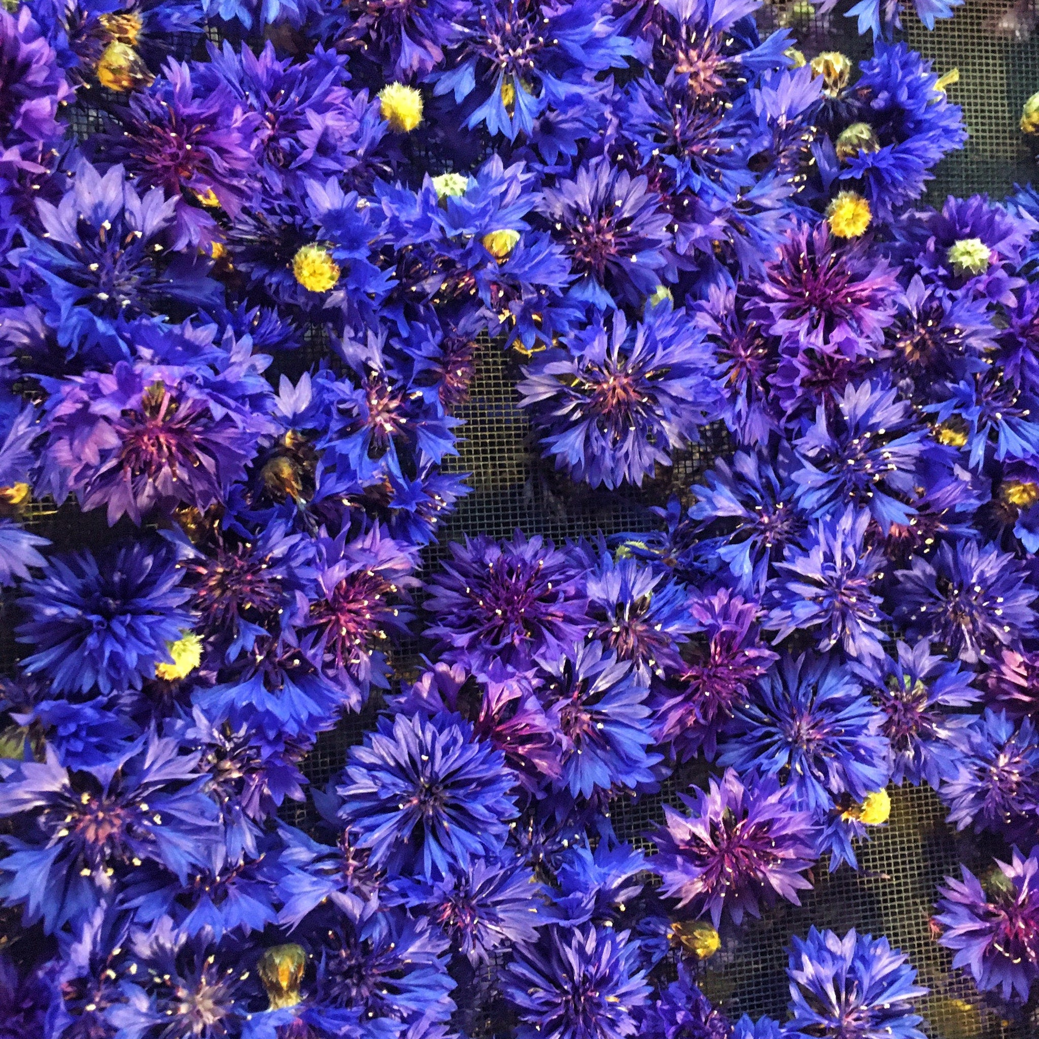 Blue cornflowers with yellow centers, arranged on a black mesh background