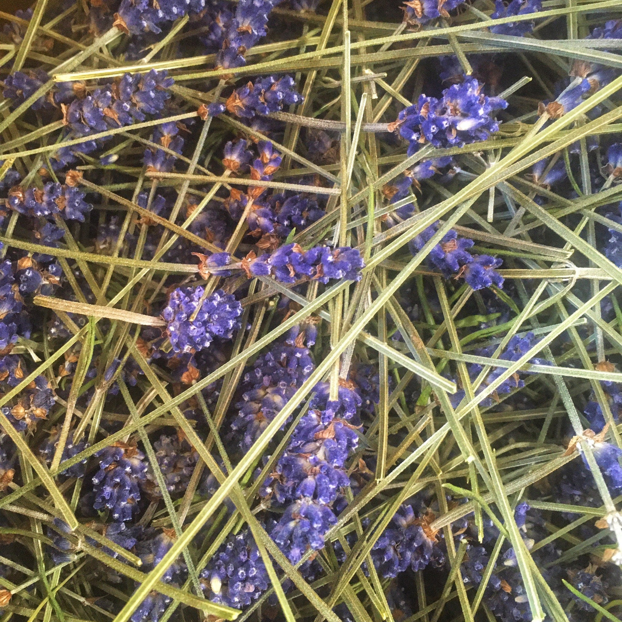 Lavender flowers with purple blooms and green stems, close-up view