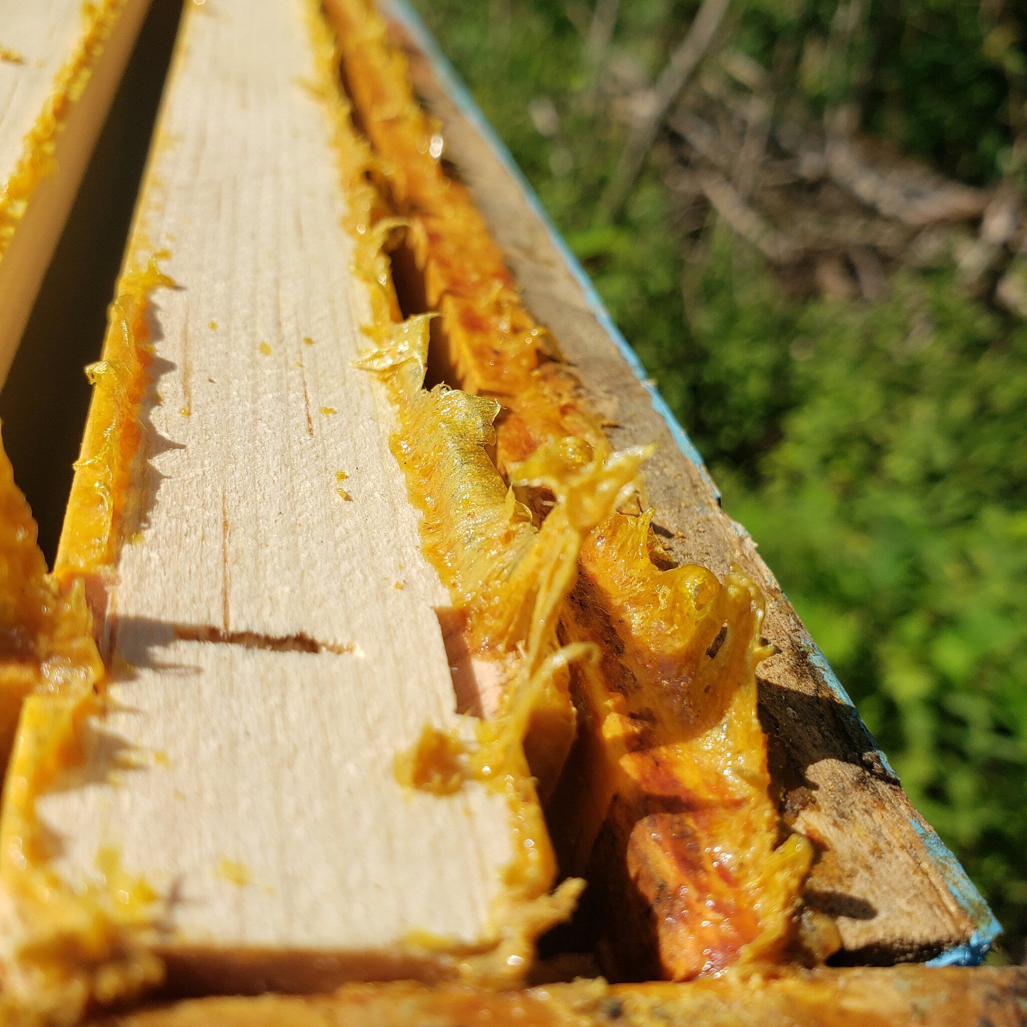 Wooden frame with yellow honeycomb, light brown wood, and blue painted edge detail, close-up view