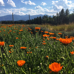 Orange flowers with green stems and leaves in a field with mountains in the background