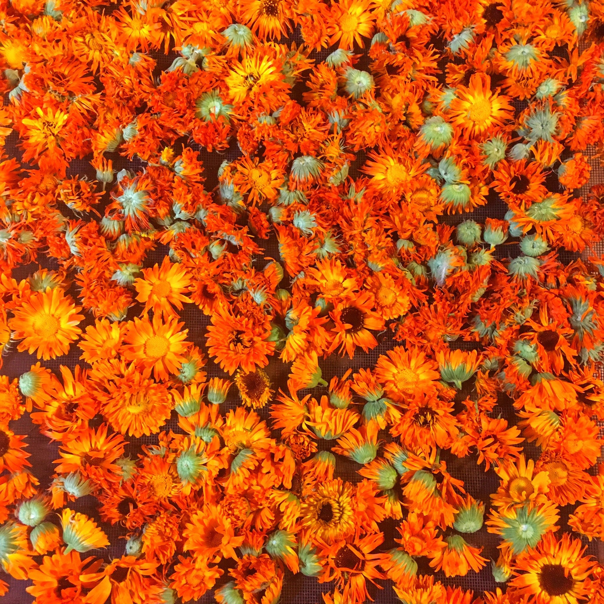 Calendula flowers, orange and green, drying on a mesh surface