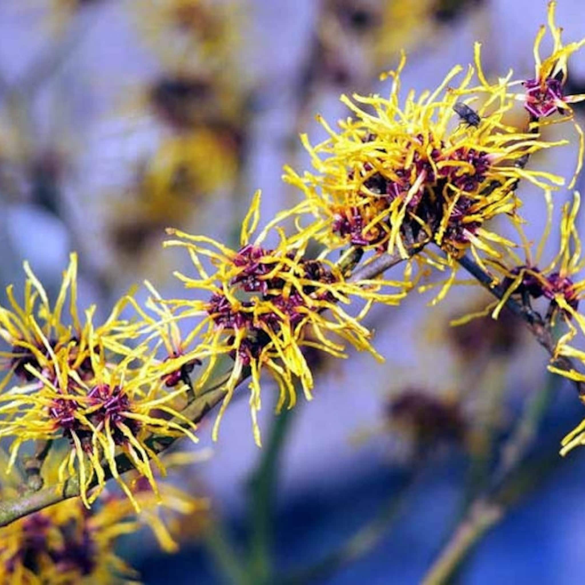 Witch hazel flowers with yellow, spidery petals and dark red centers on a brown branch