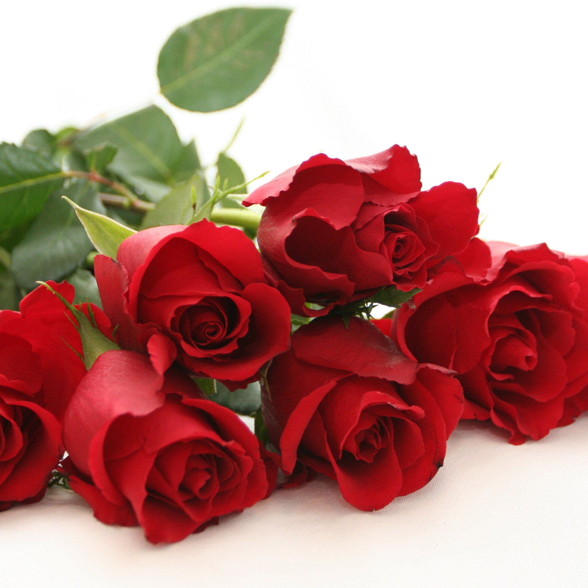 Red roses with green leaves on white background, close-up shot