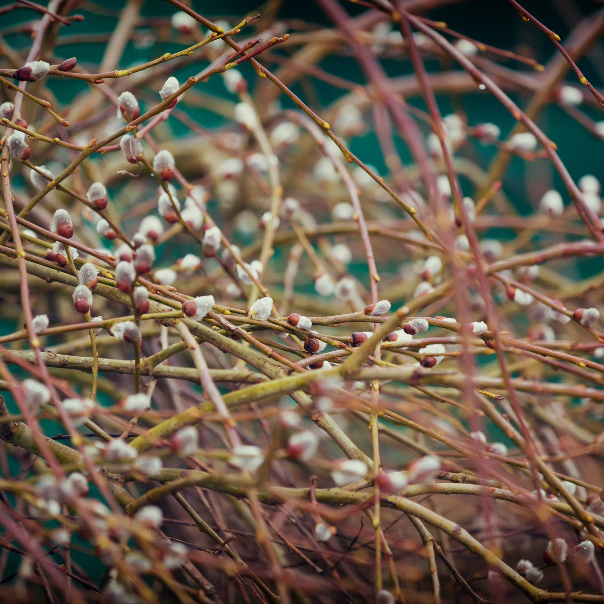 Pussy willow branches with brown stems, white buds, and green background