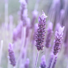 Lavender flower, purple buds, green stem, close-up shot of plant detail