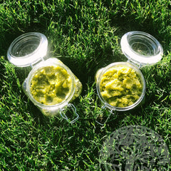 Green scrub in clear glass jars with silver metal clasps on green grass