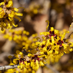 Yellow flowers with red centers on brown branches, close-up view