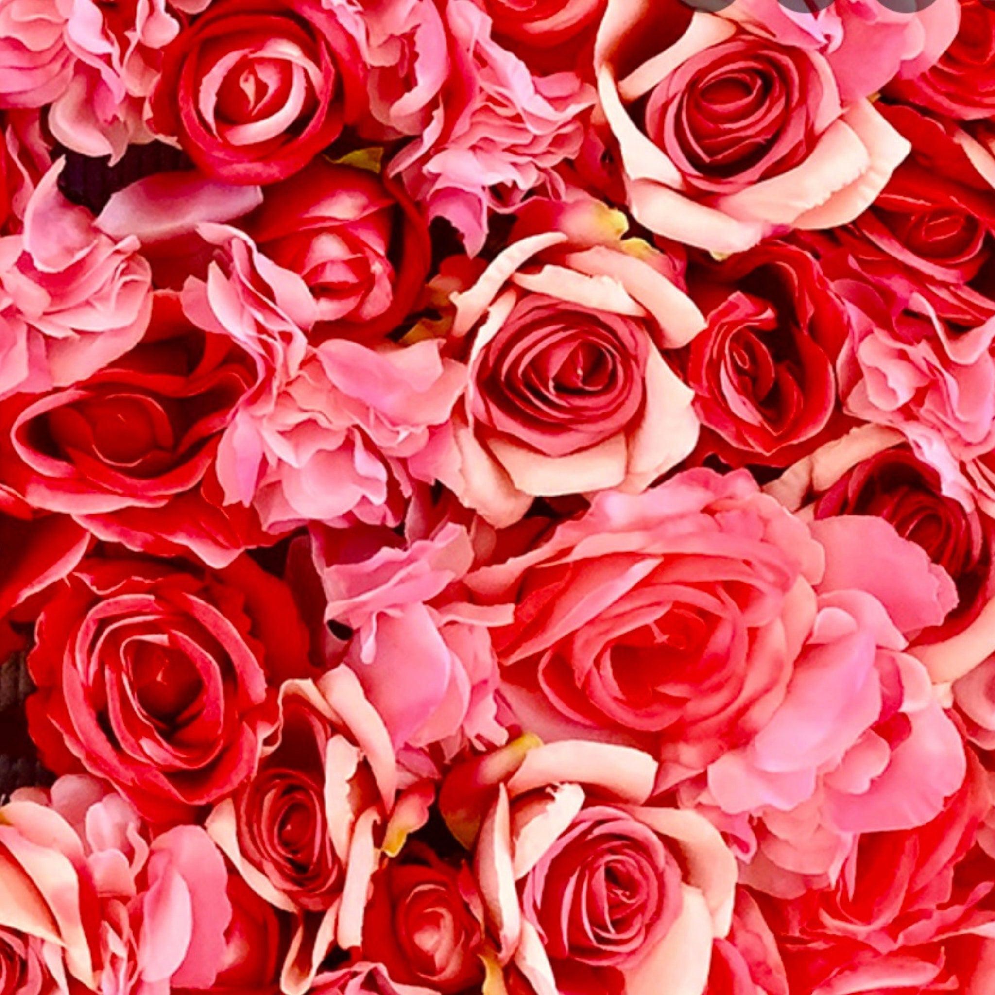 Rose flowers in red and pink hues with layered petals, close-up view