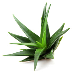 Alternative angle of 100 Pure Organic Aloe Vera Gel for Face Body  Hair  Natural Moisturizer
