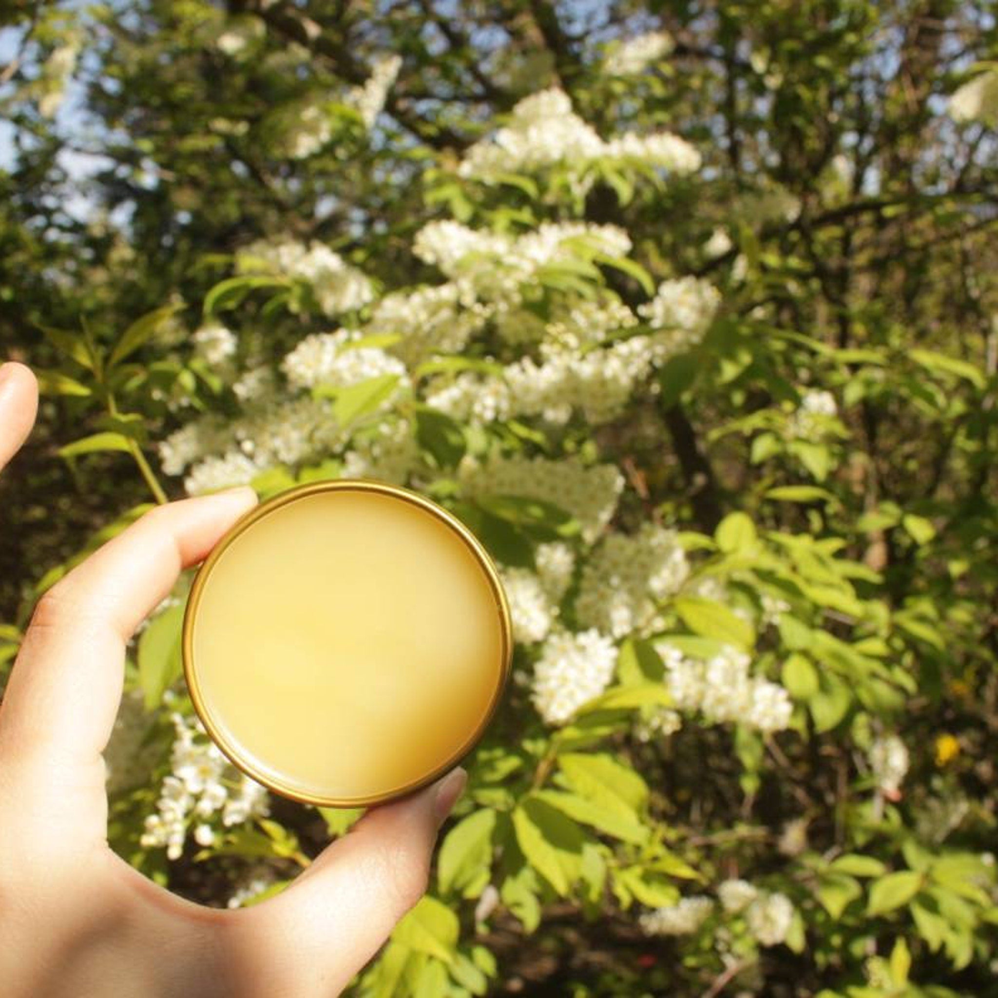 Yellow balm in a gold tin held in hand with green foliage backdrop