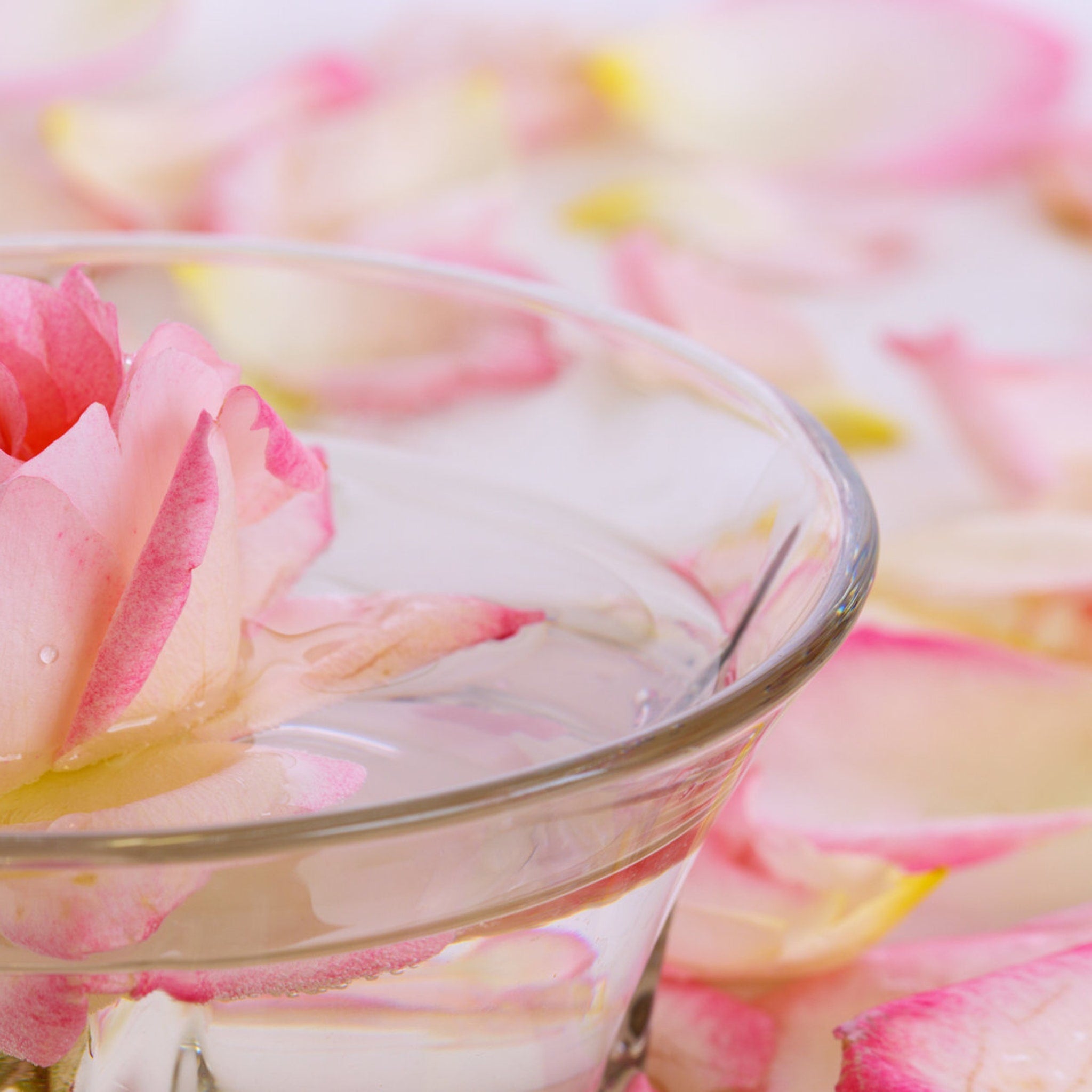Rose petals in water, pink and white color, glass bowl, close-up view