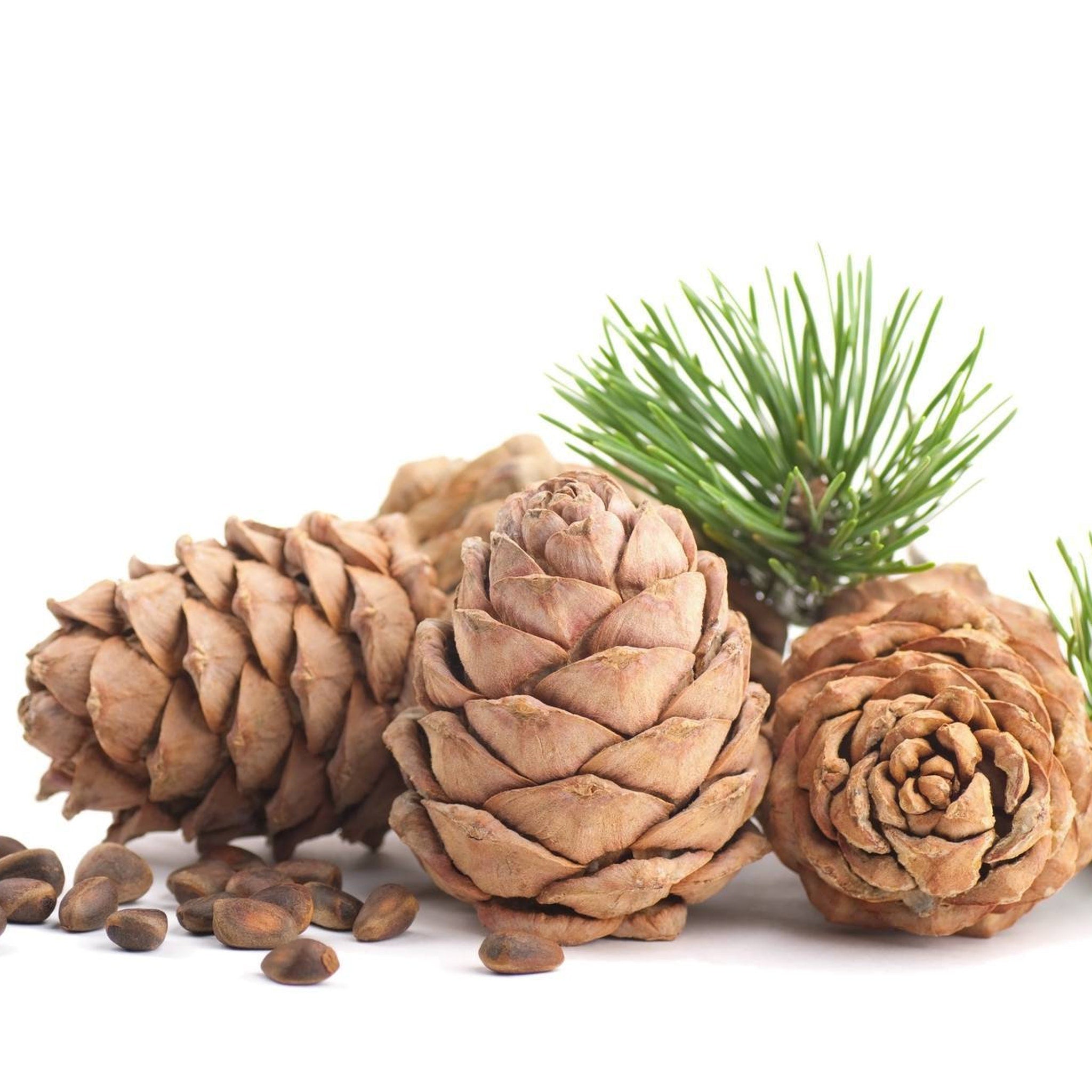Pine cones with brown scales, green needles, and scattered brown seeds on white surface