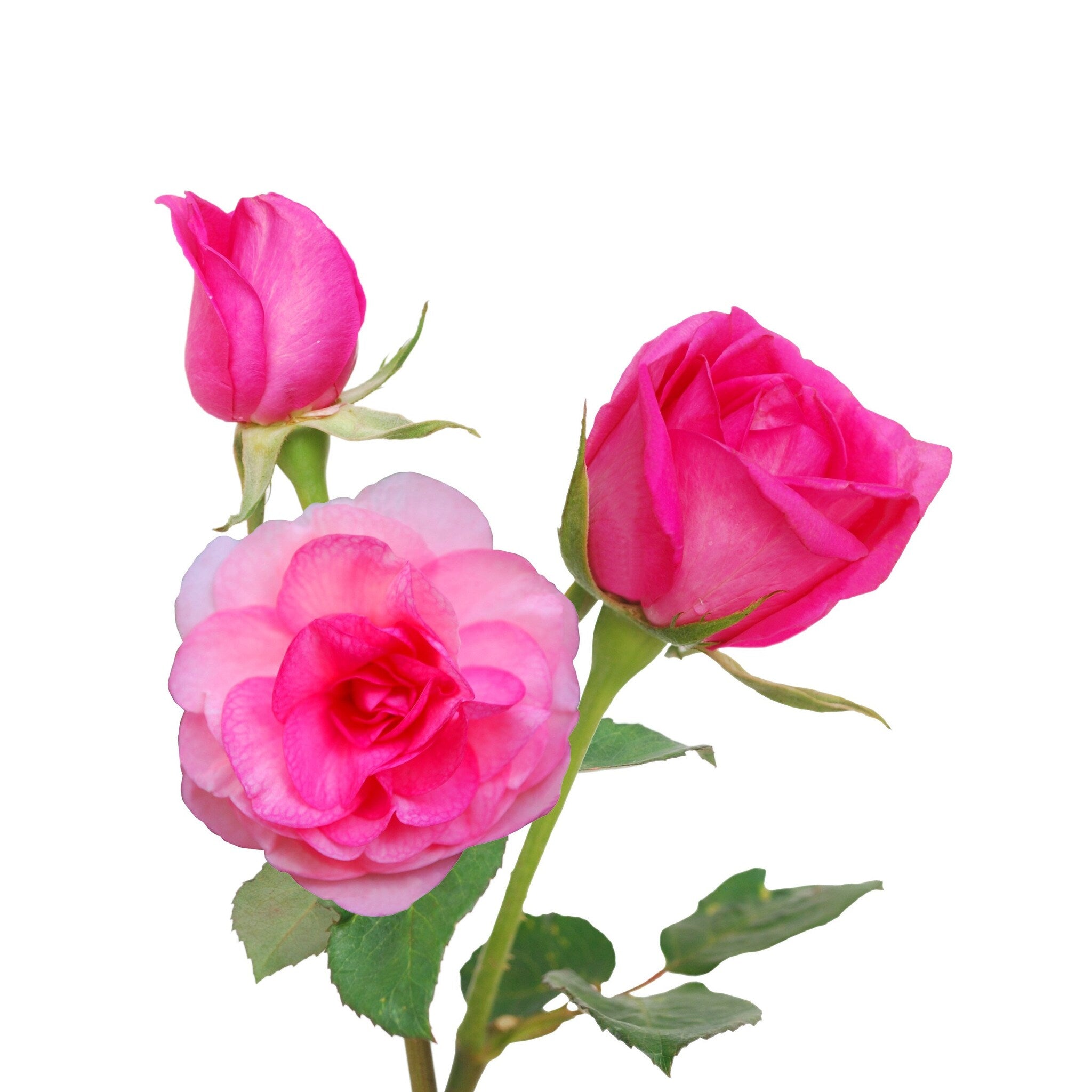 Pink roses with green stems and leaves, close-up shot on white background