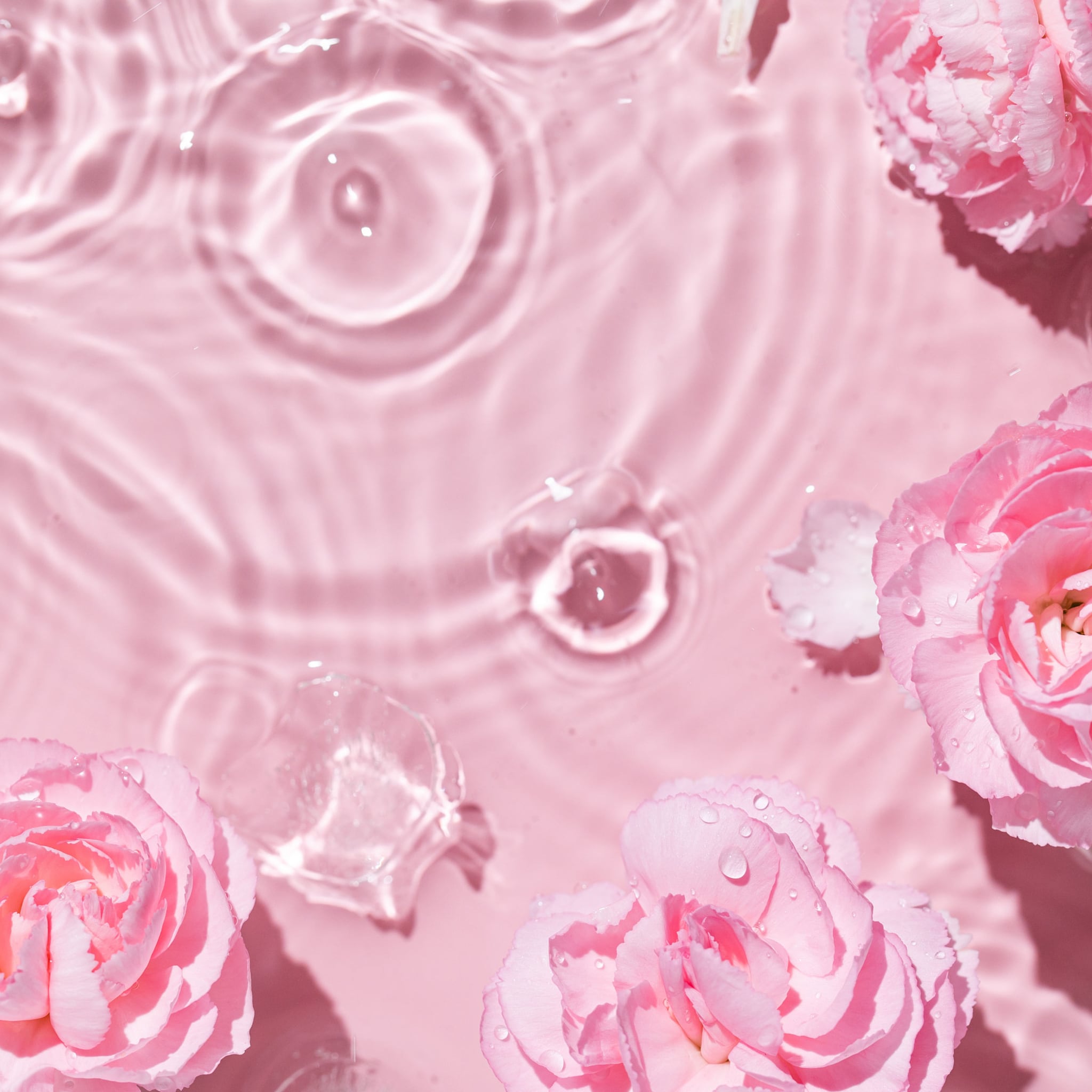 Pink carnation flowers with water droplets on pink surface, top view
