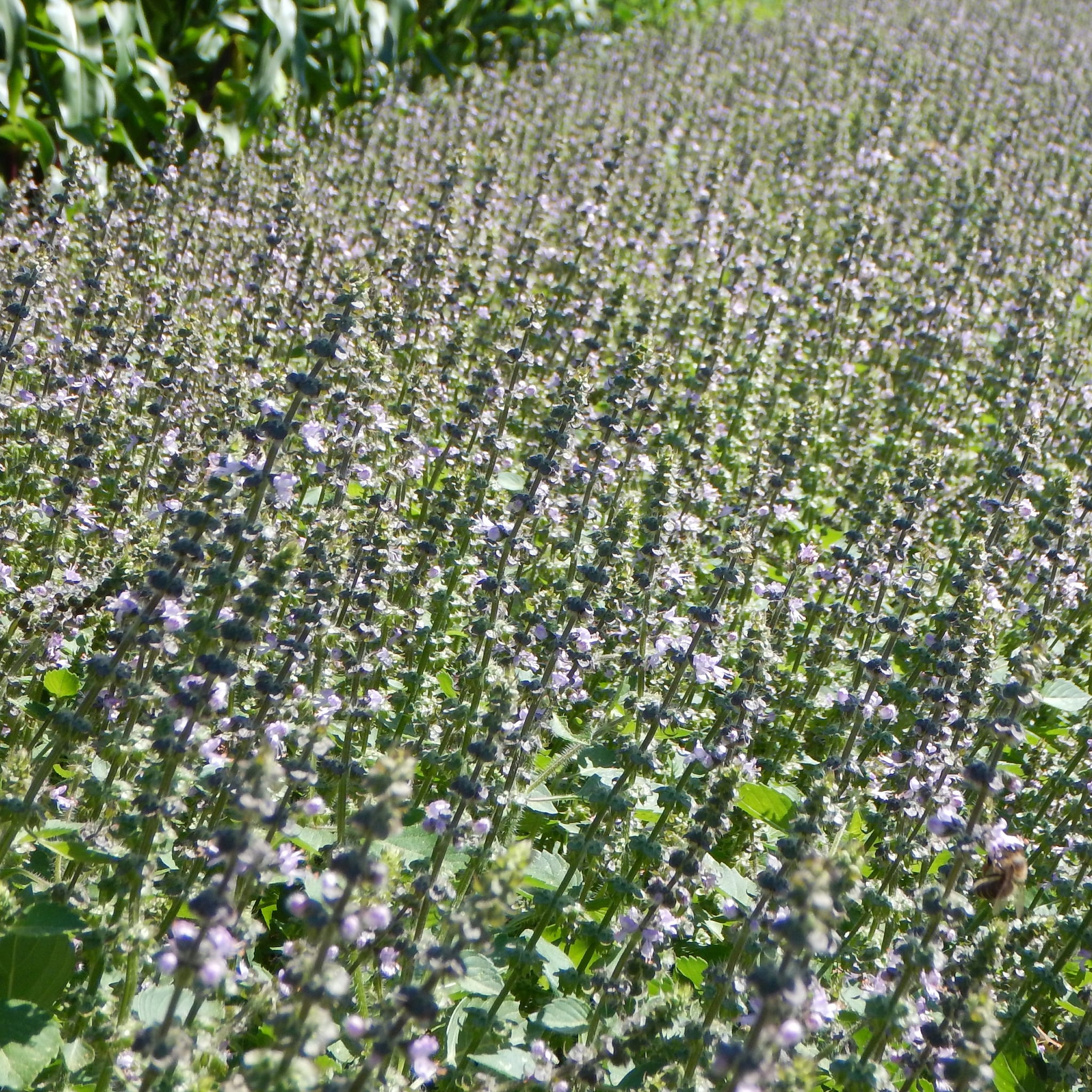 Field of green and purple flowering plants with green leaves, sunny day