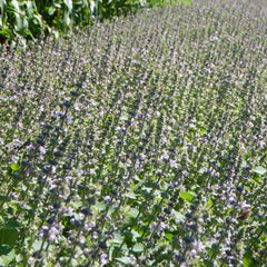 Field of green and purple flowering plants with green leaves, sunny day