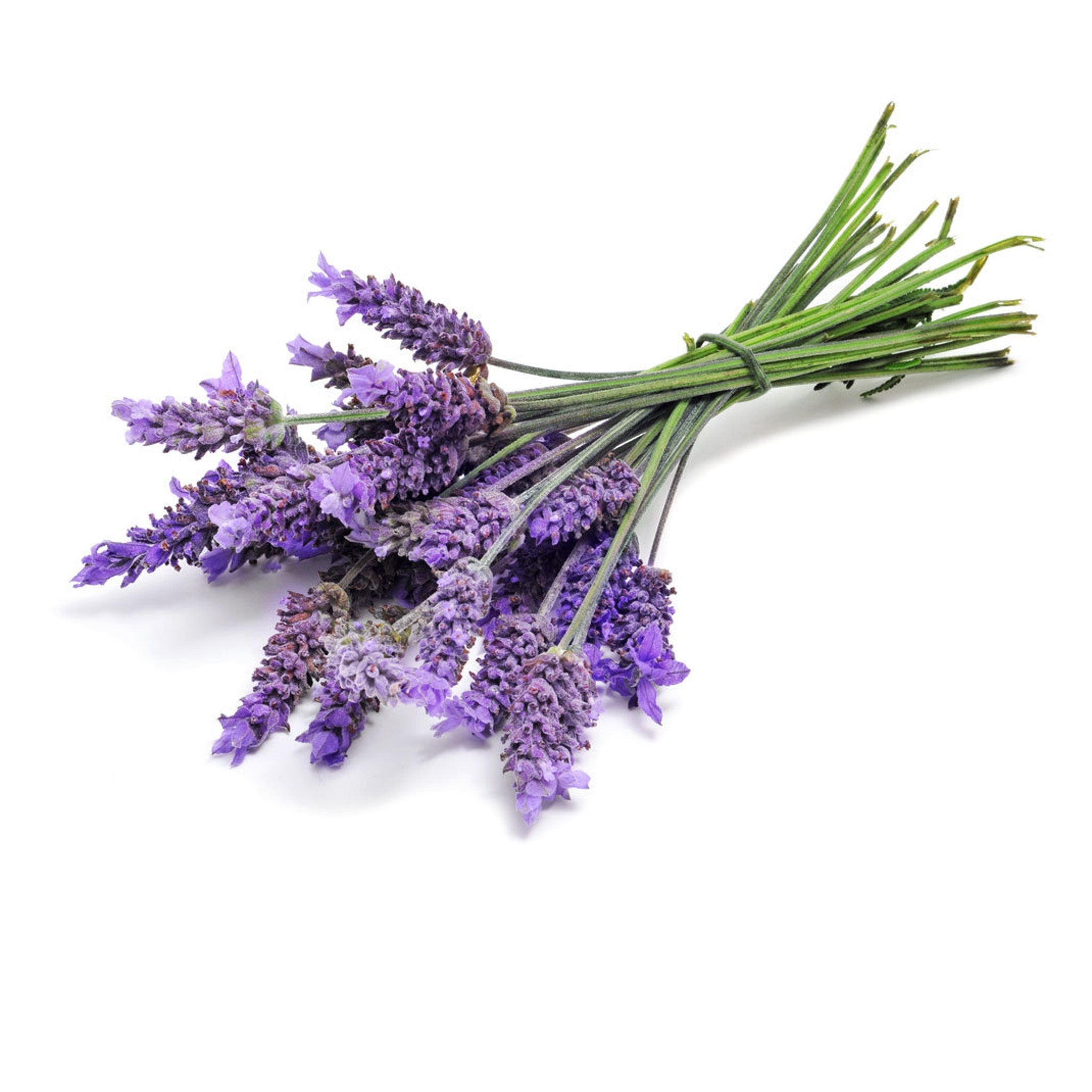 Lavender bouquet with purple flowers, green stems, and tied bundle on white background
