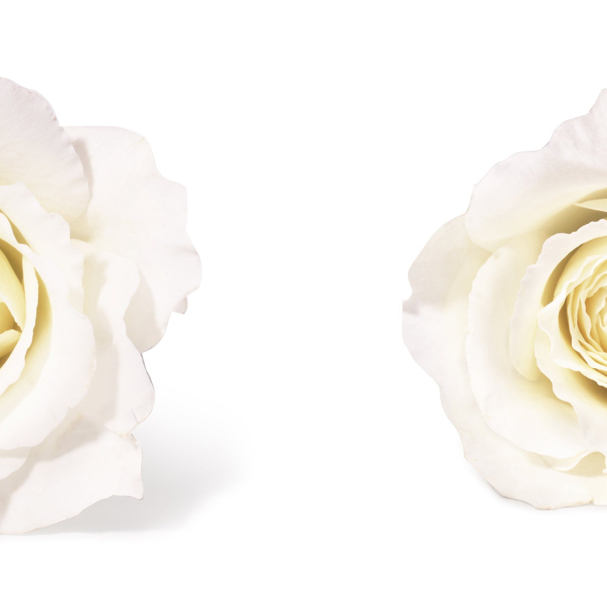 White rose petals with yellow center and soft texture against a white background