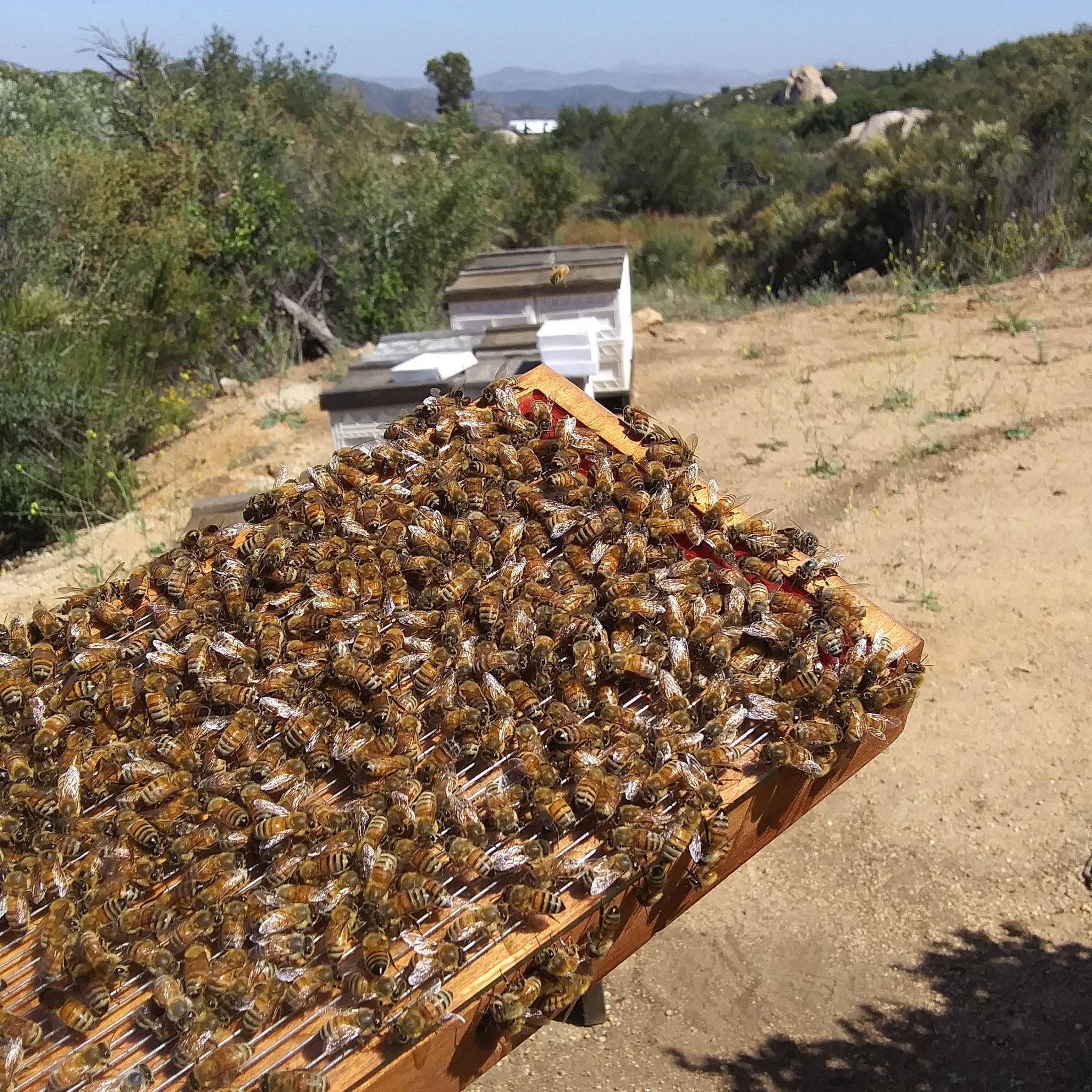 Close-up of golden bee venom serum dropper with royal jelly swirls against skincare shelf backdrop