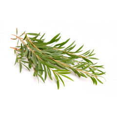 Green tea tree leaves with long, thin green leaves on brown stems against white background