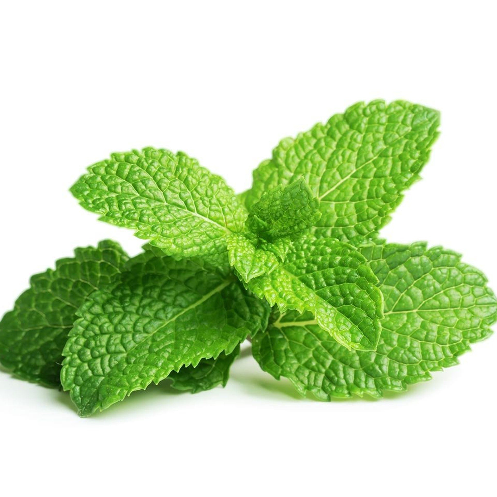 Mint leaves, green textured leaves with serrated edges, close-up view against white background