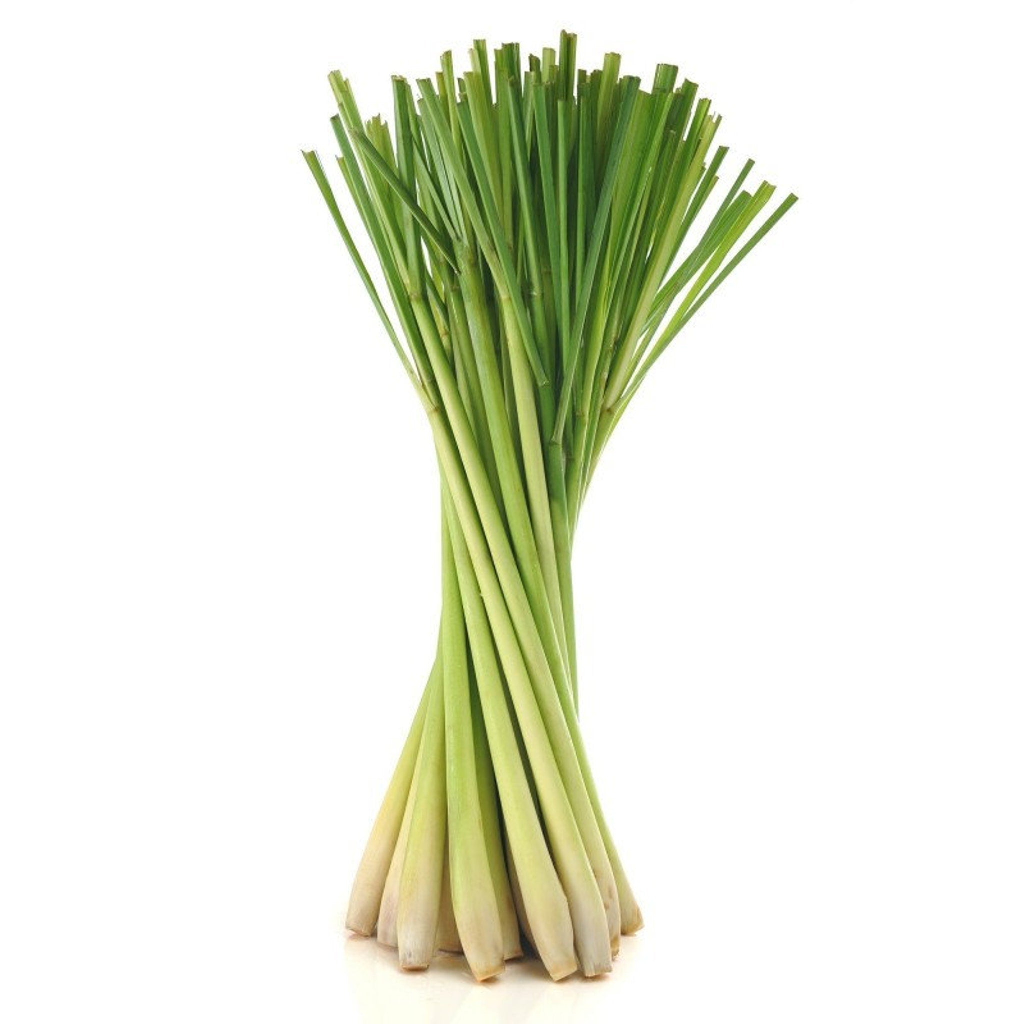Lemongrass stalks, green and white color, bundled together on white background