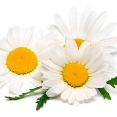 Daisy flowers with white petals, yellow center, and green leaves against white background