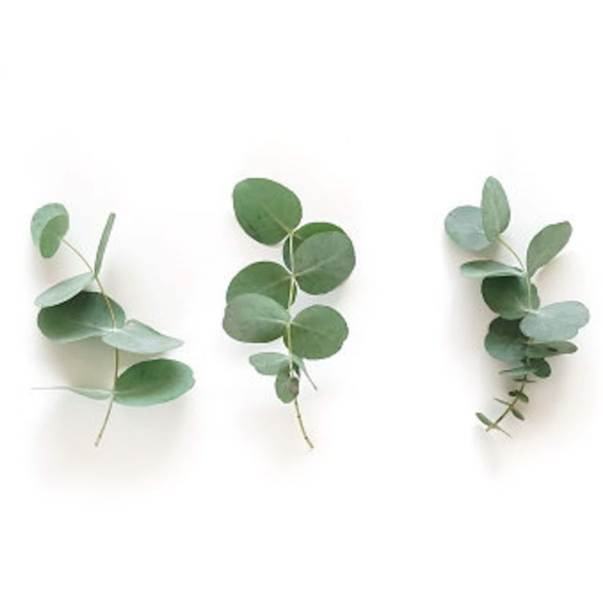 Eucalyptus leaves, green and gray, on white background, three sprigs displayed