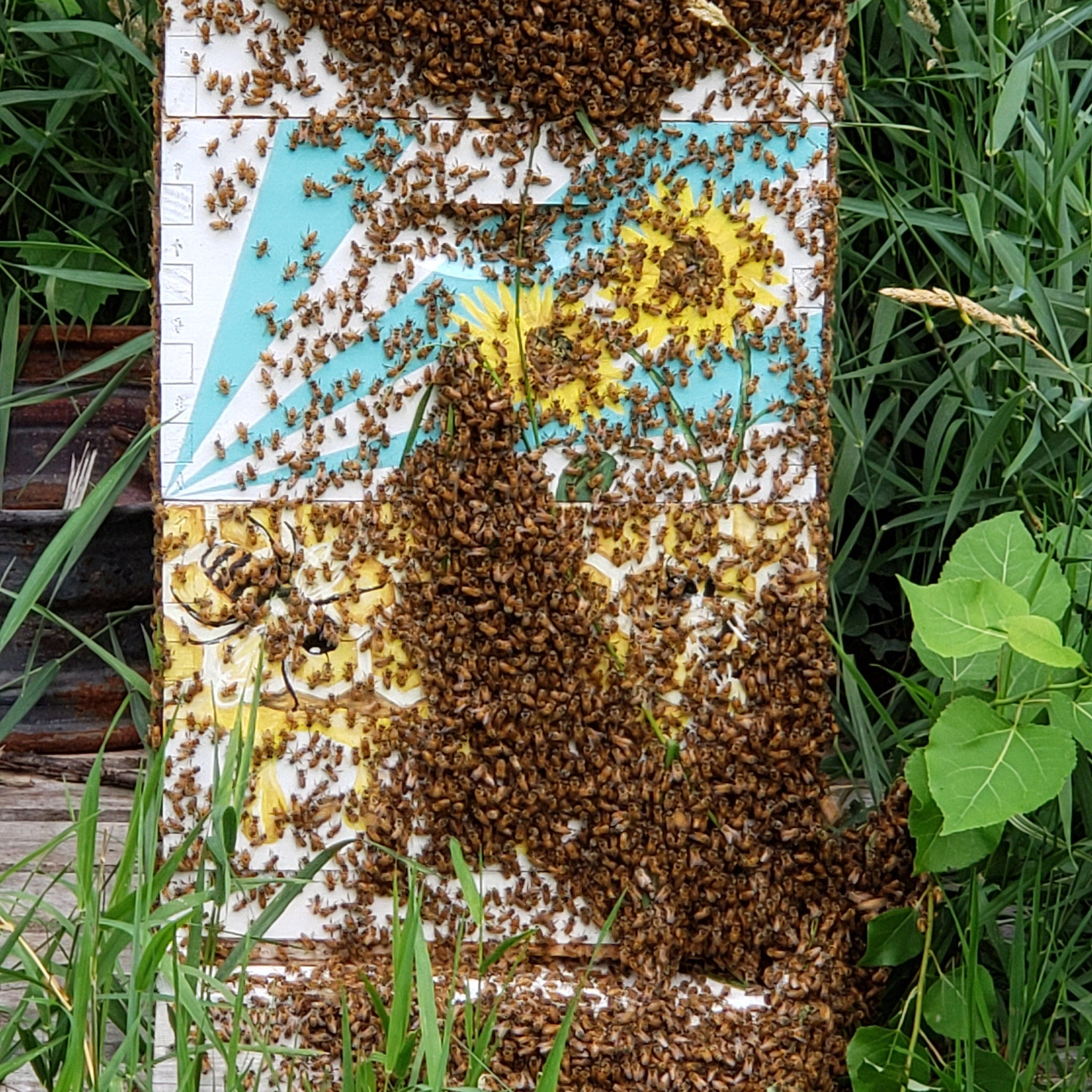 Beehive with white, blue, and yellow painted panels covered in bees, surrounded by green grass