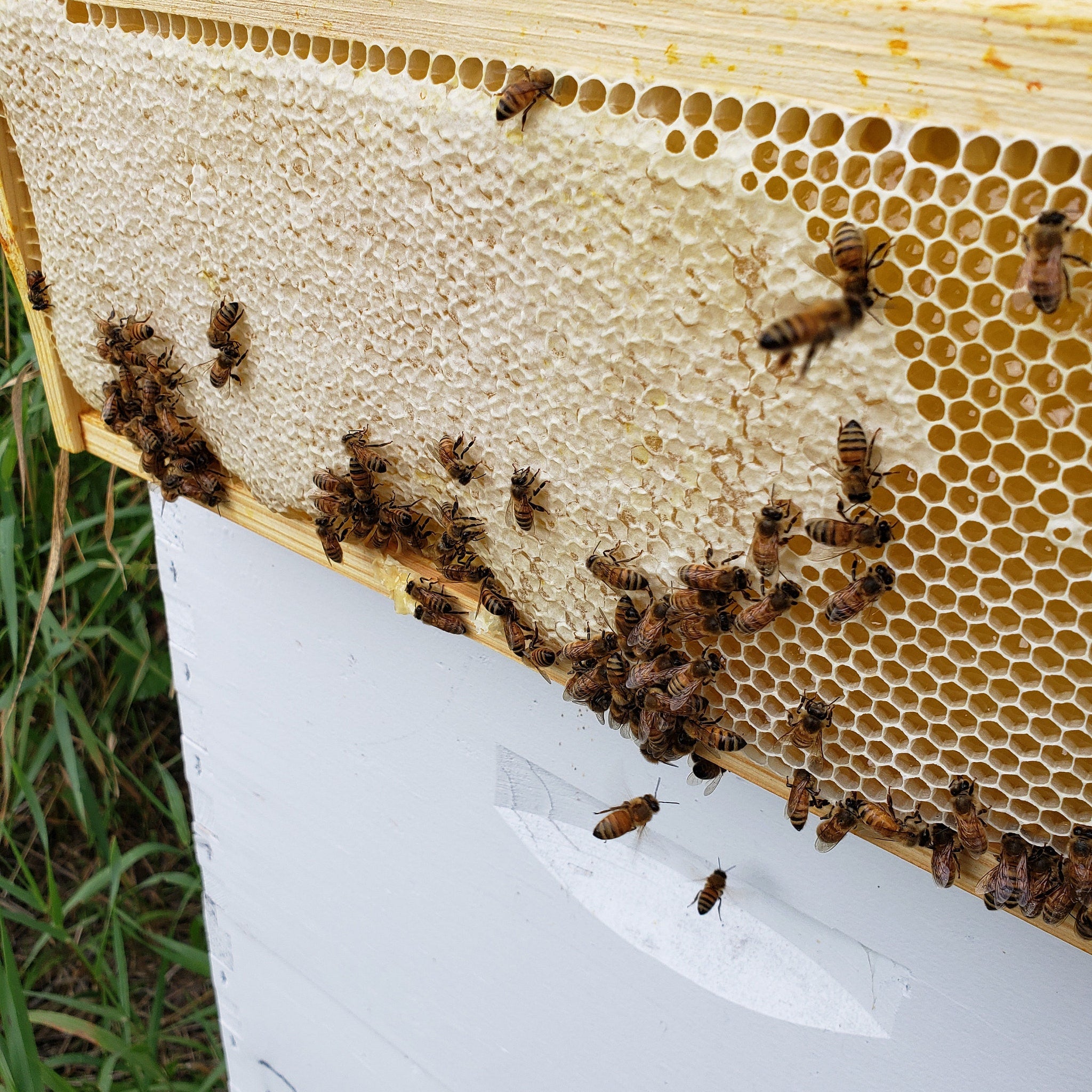 Honeybees on honeycomb with brown and yellow pattern, wooden frame, and white surface