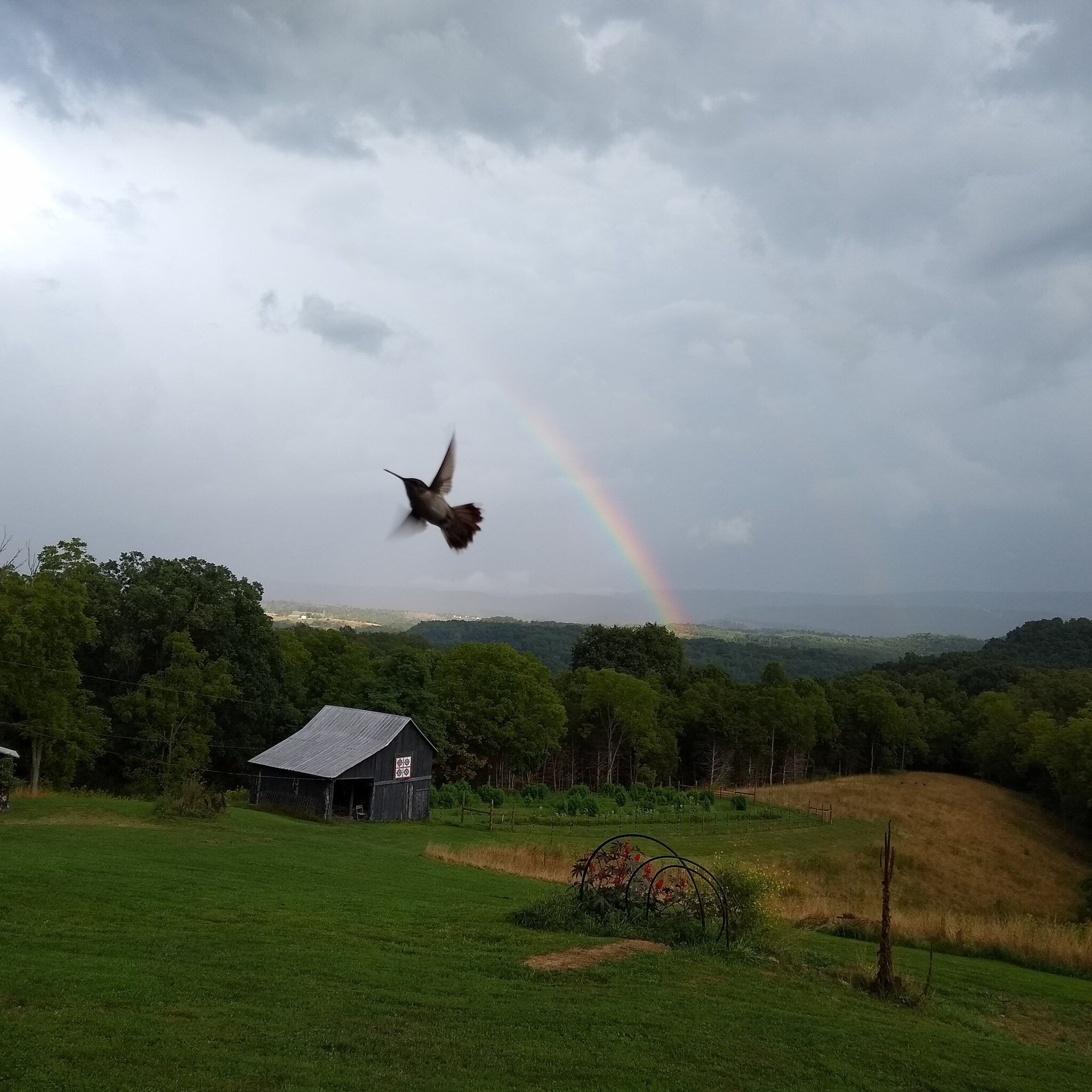 Hummingbird in flight with rainbow, dark grey bird, colorful rainbow, and green landscape