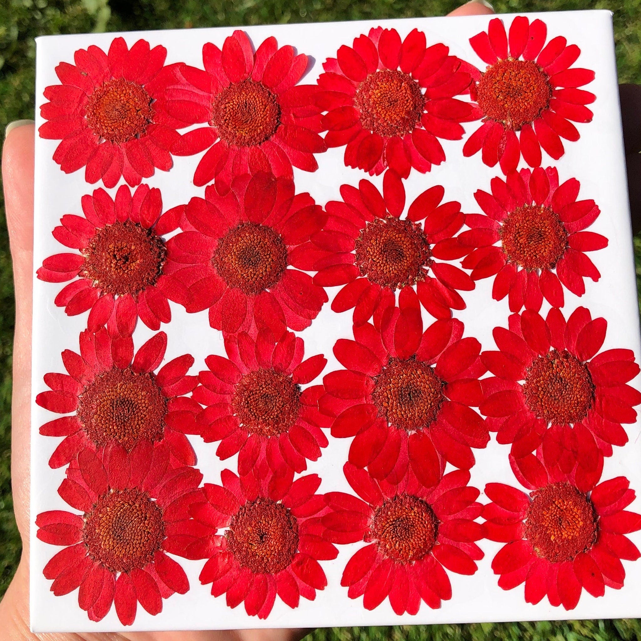 Red Daisies Eye Shadow Palette open with 12 vibrant matte and shimmer shades arranged in circular pans