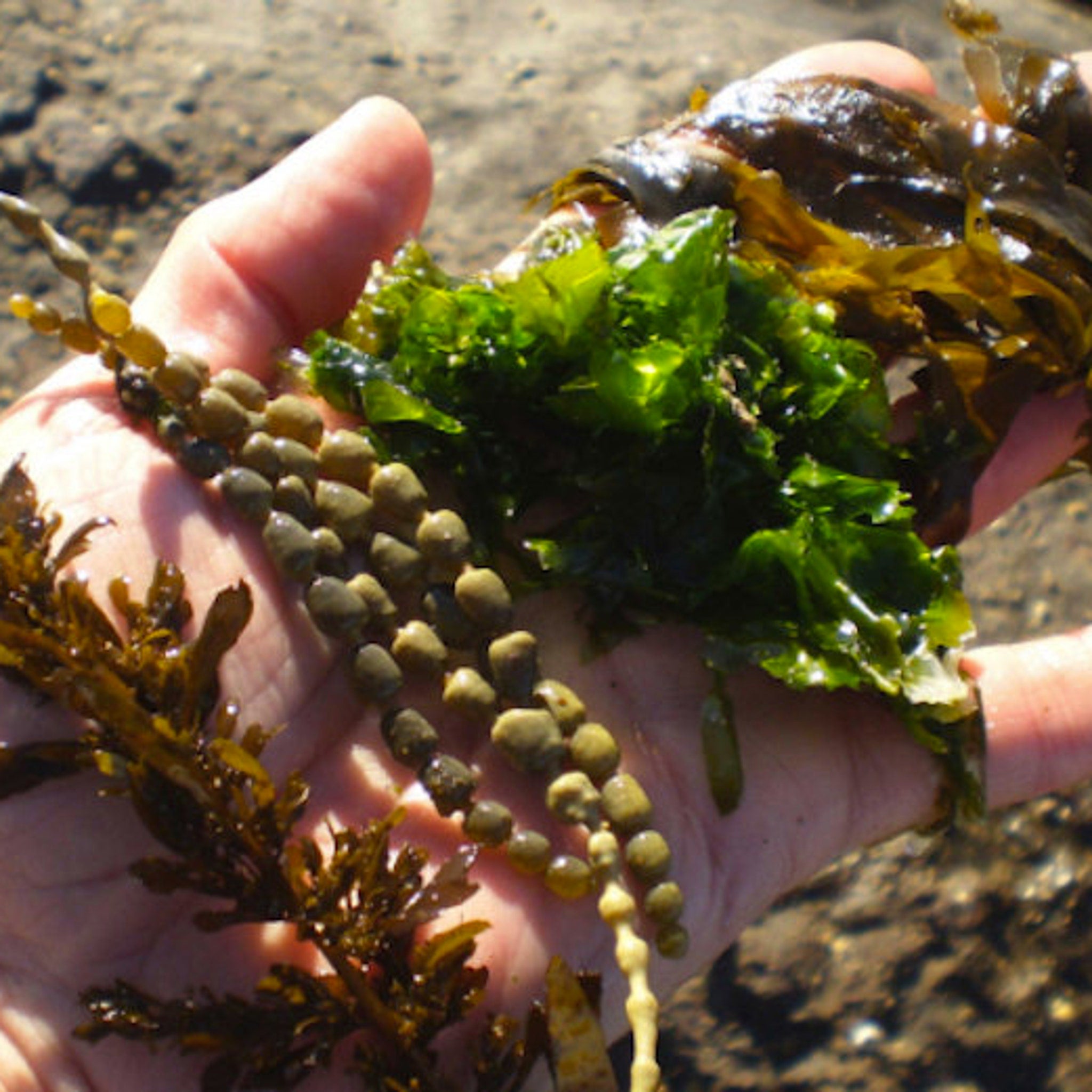 Seaweed in hand, various shades of green and brown, with rounded and leafy textures