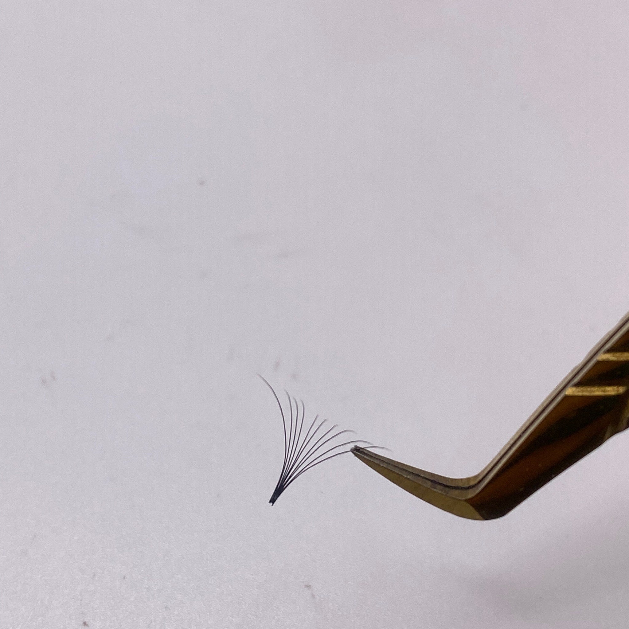 Eyelash extensions black clustered style held with gold tweezers on white surface