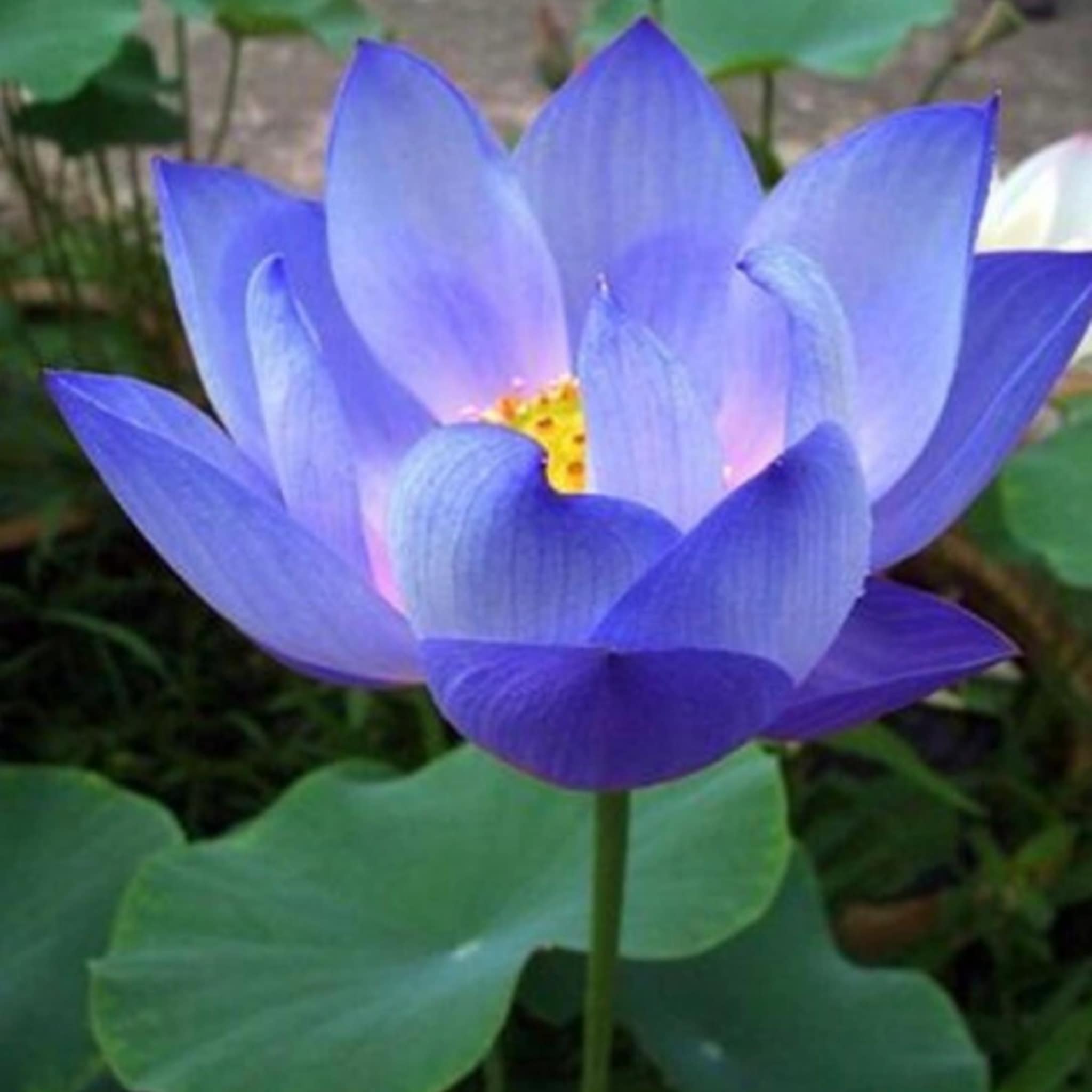 Blue lotus flower with layered petals, yellow center, and green leaves in bloom