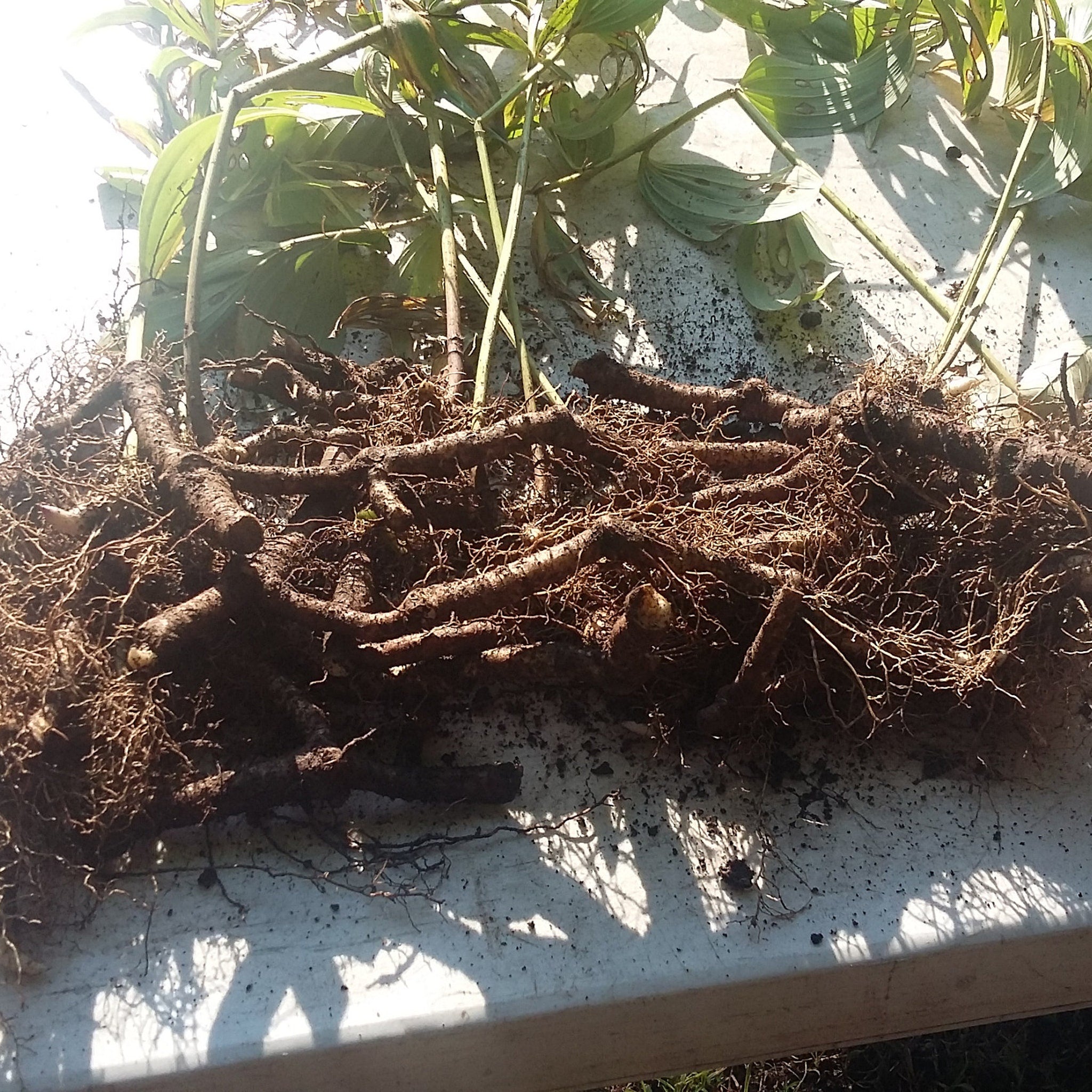 Plant roots with brown roots, green leaves, and stems, resting on a white surface