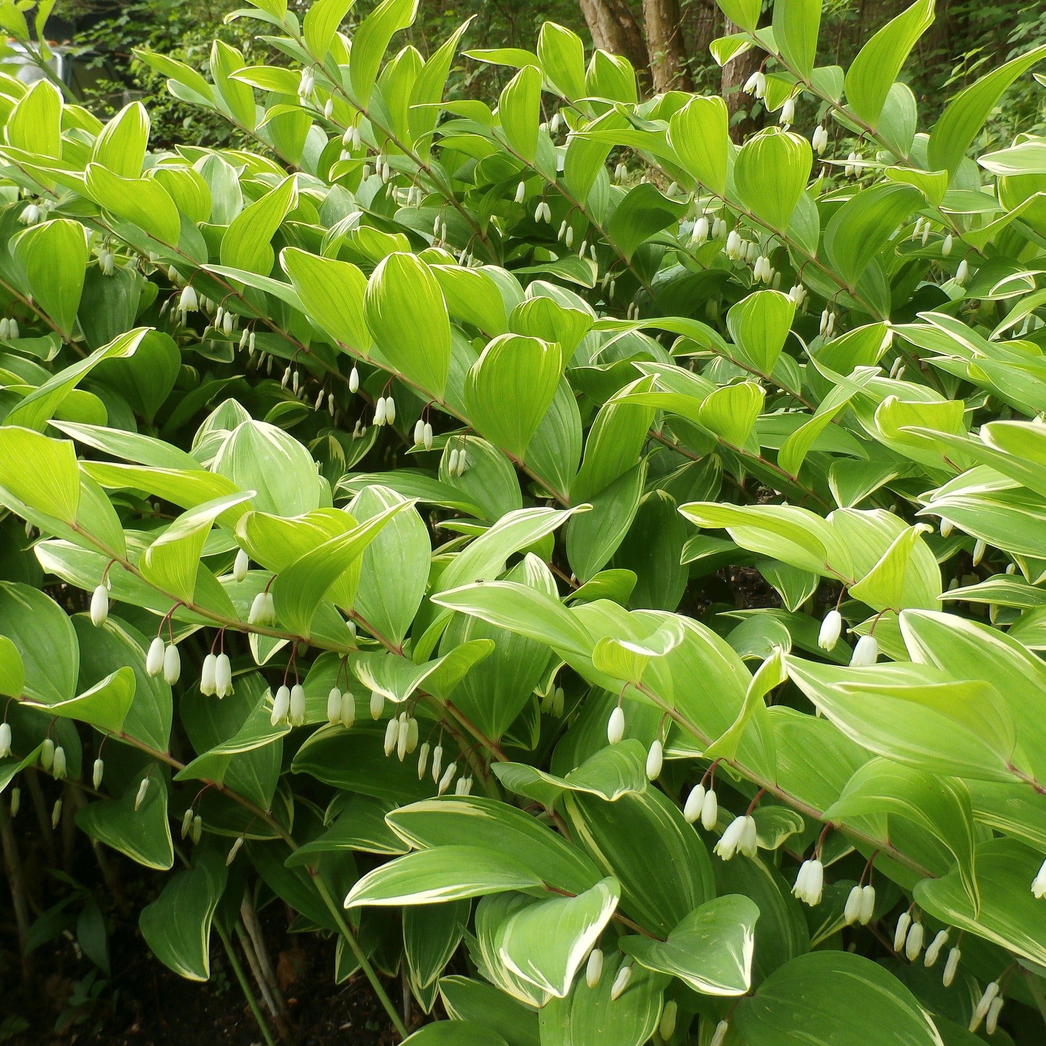 Solomon's Seal plant with green and white variegated leaves and small white bell-shaped flowers hanging down