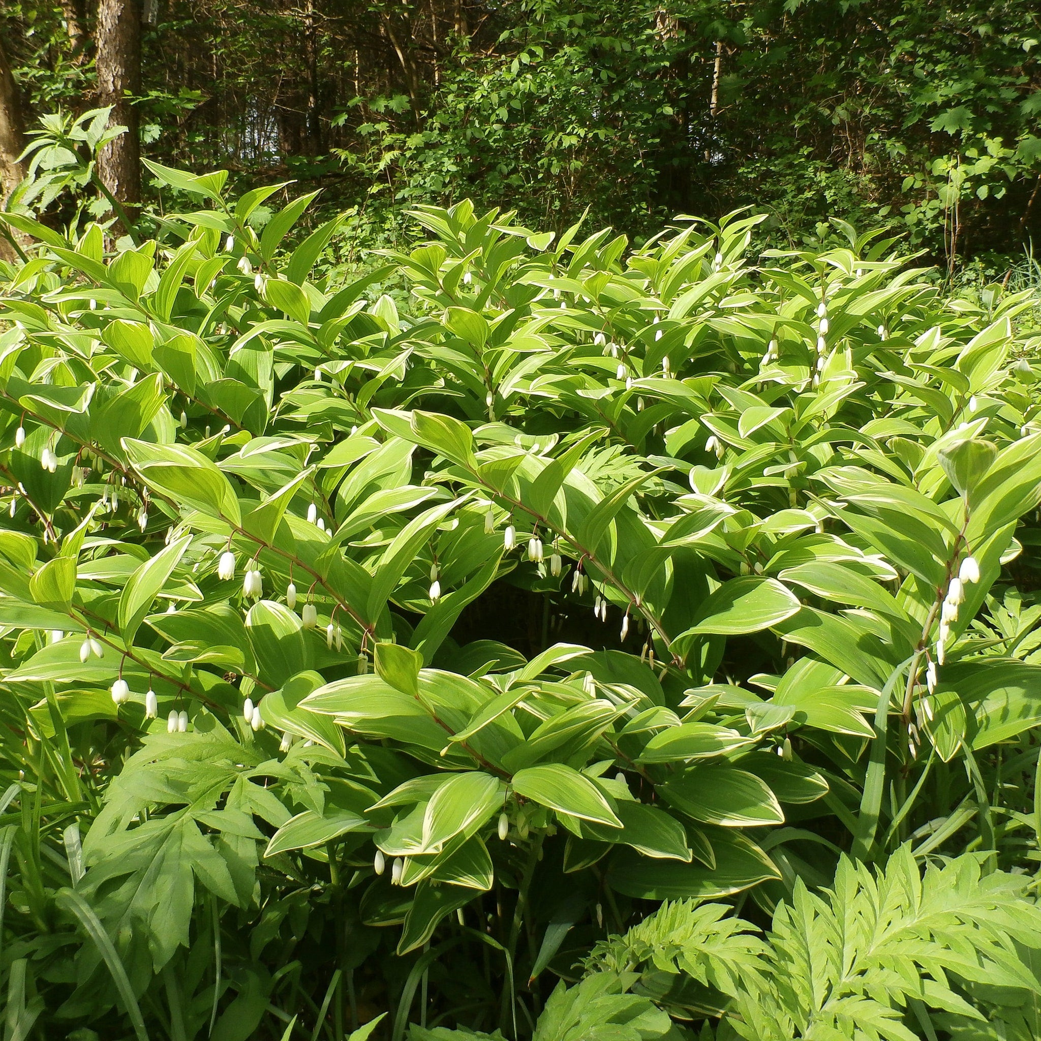 Green and white leafed plant with white flowers in a forest setting