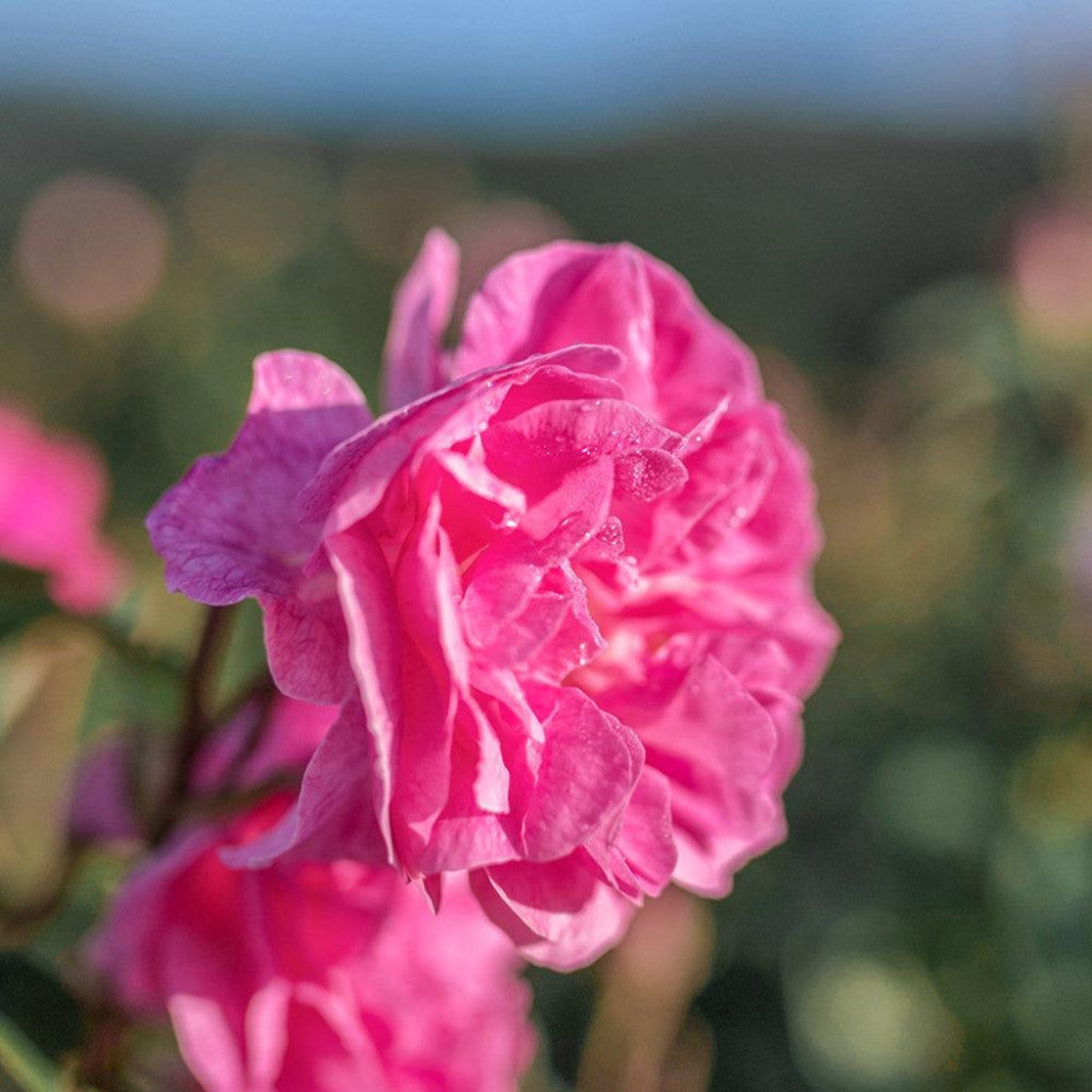 Pink rose flower with soft petals and water droplets, close-up view