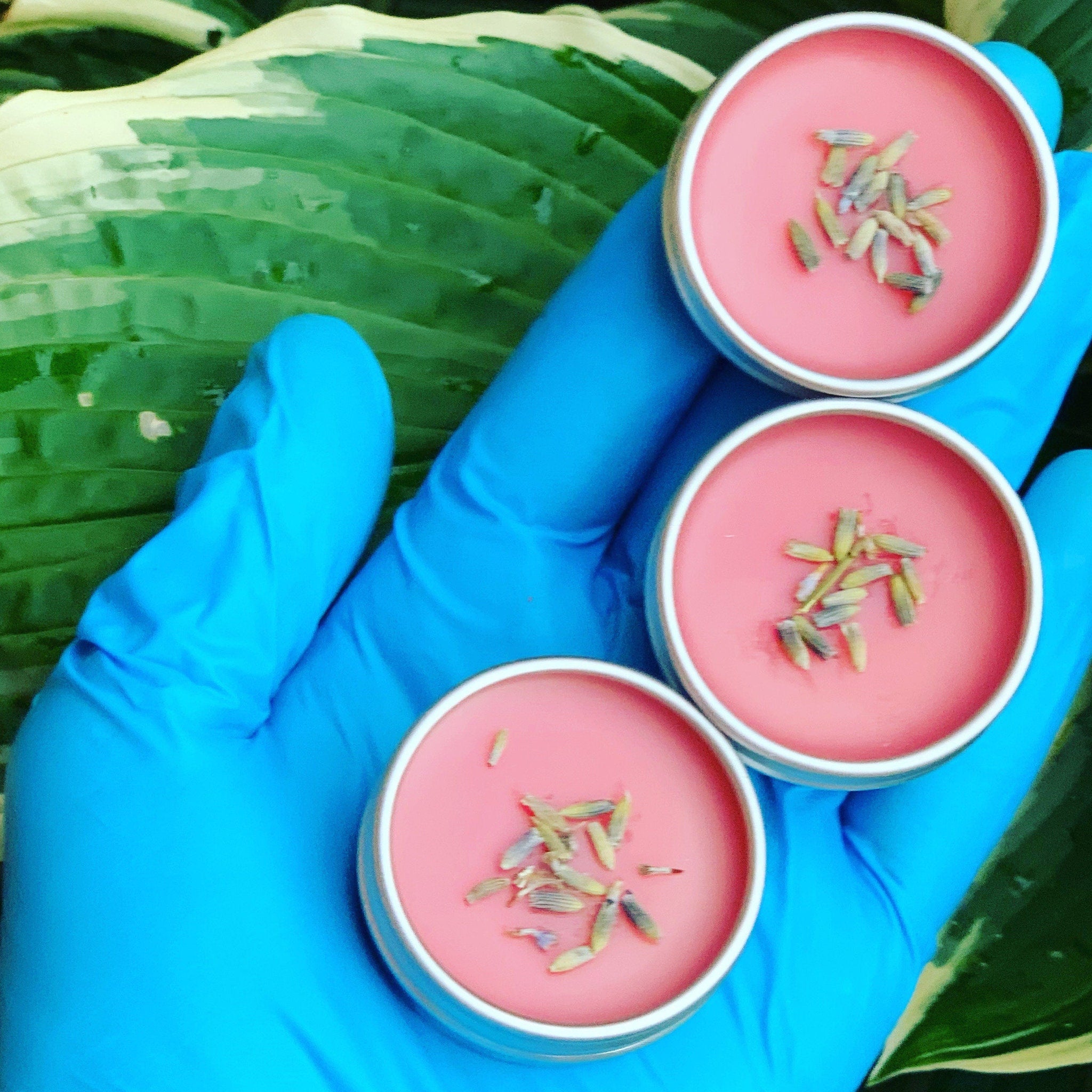 Lip balm tins with pink balm, silver metal rims, and lavender buds, held in blue glove