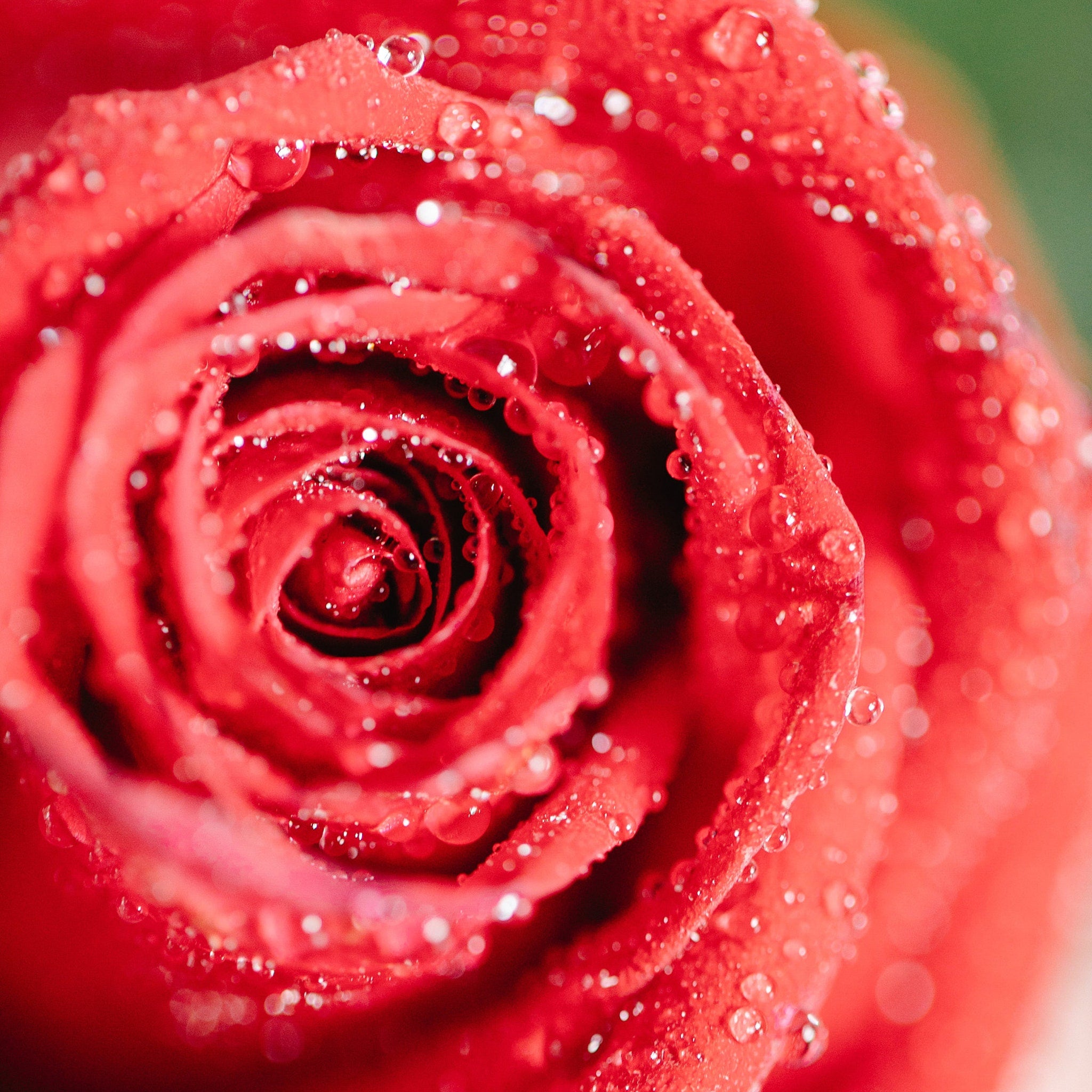 Red rose petals with water droplets, close-up view, wet texture, macro photography style