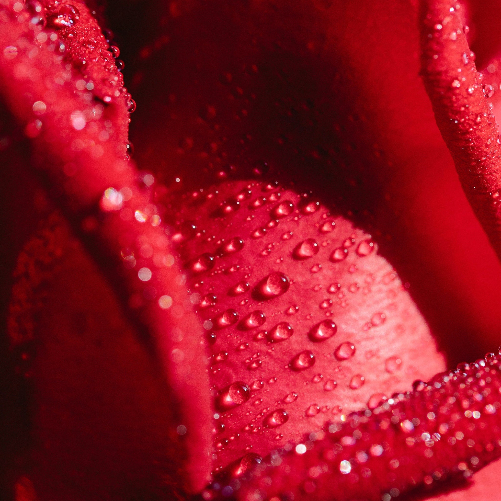 Red rose petals with water droplets, close-up view of textured surface and smooth curves