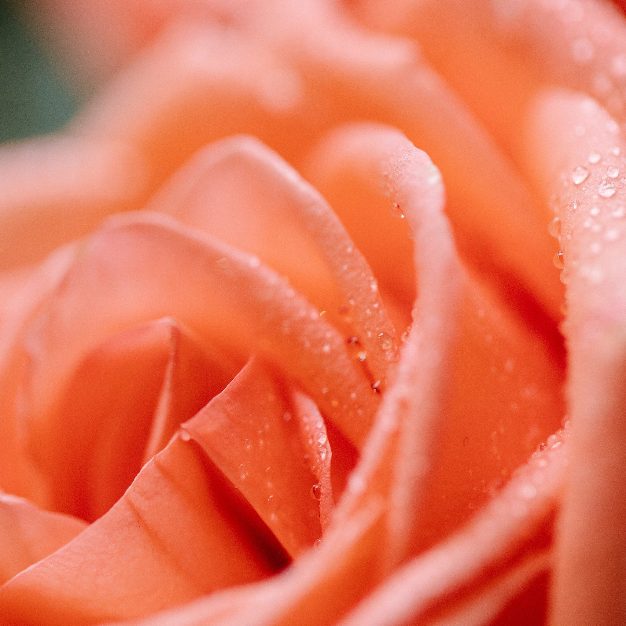 Rose petals, peach color, water droplets, close-up view