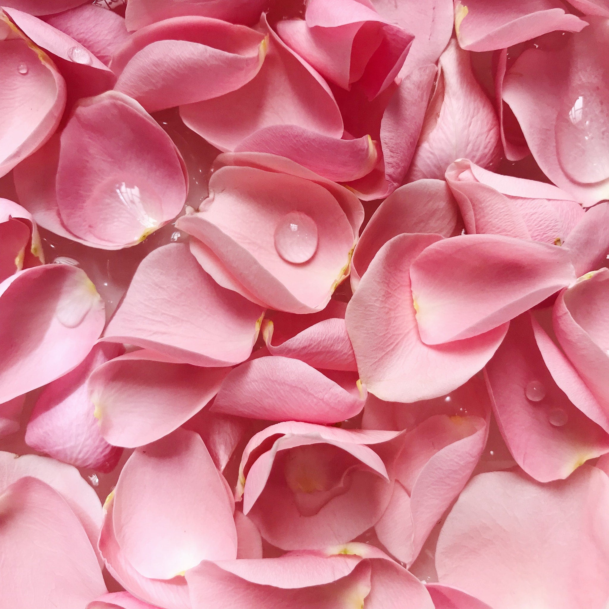 Pink rose petals with water droplets, soft texture, floating in liquid