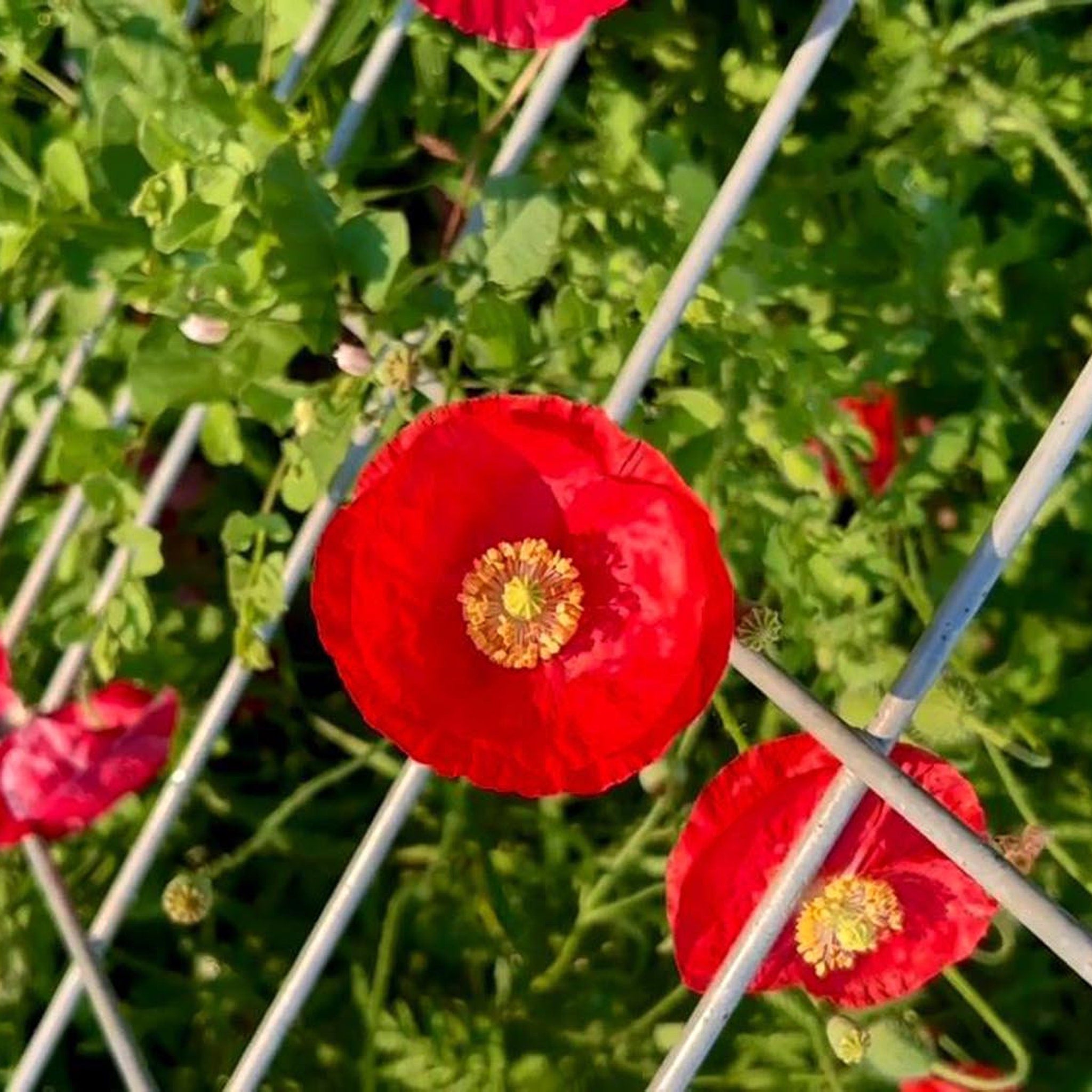 Red poppy flowers with yellow centers and green foliage behind a white metal fence